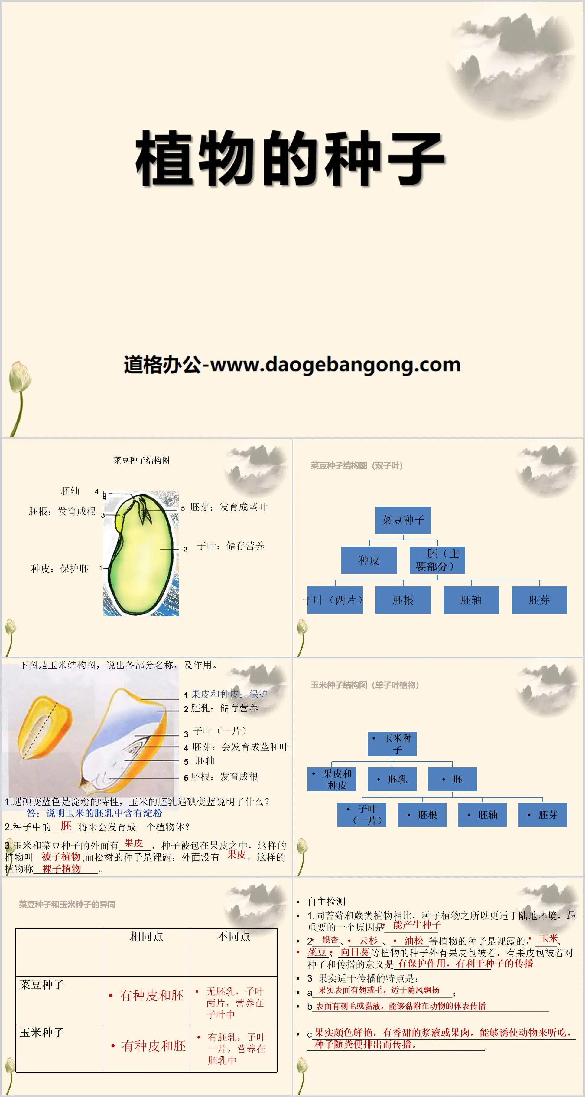 Cours PPT sur la croissance des plantes « Graines de plantes » 2