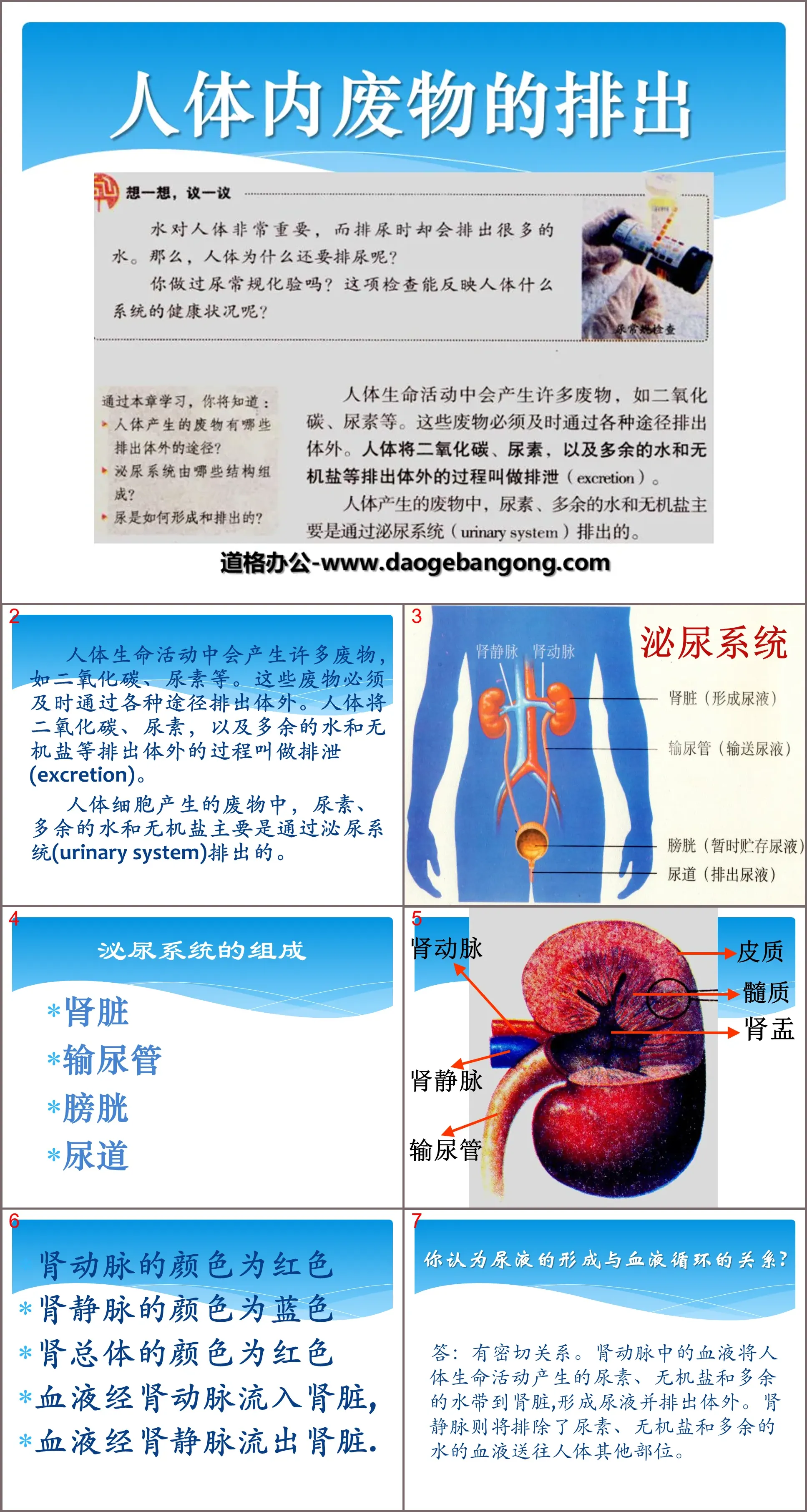 《人体内废物的排出》PPT课件2