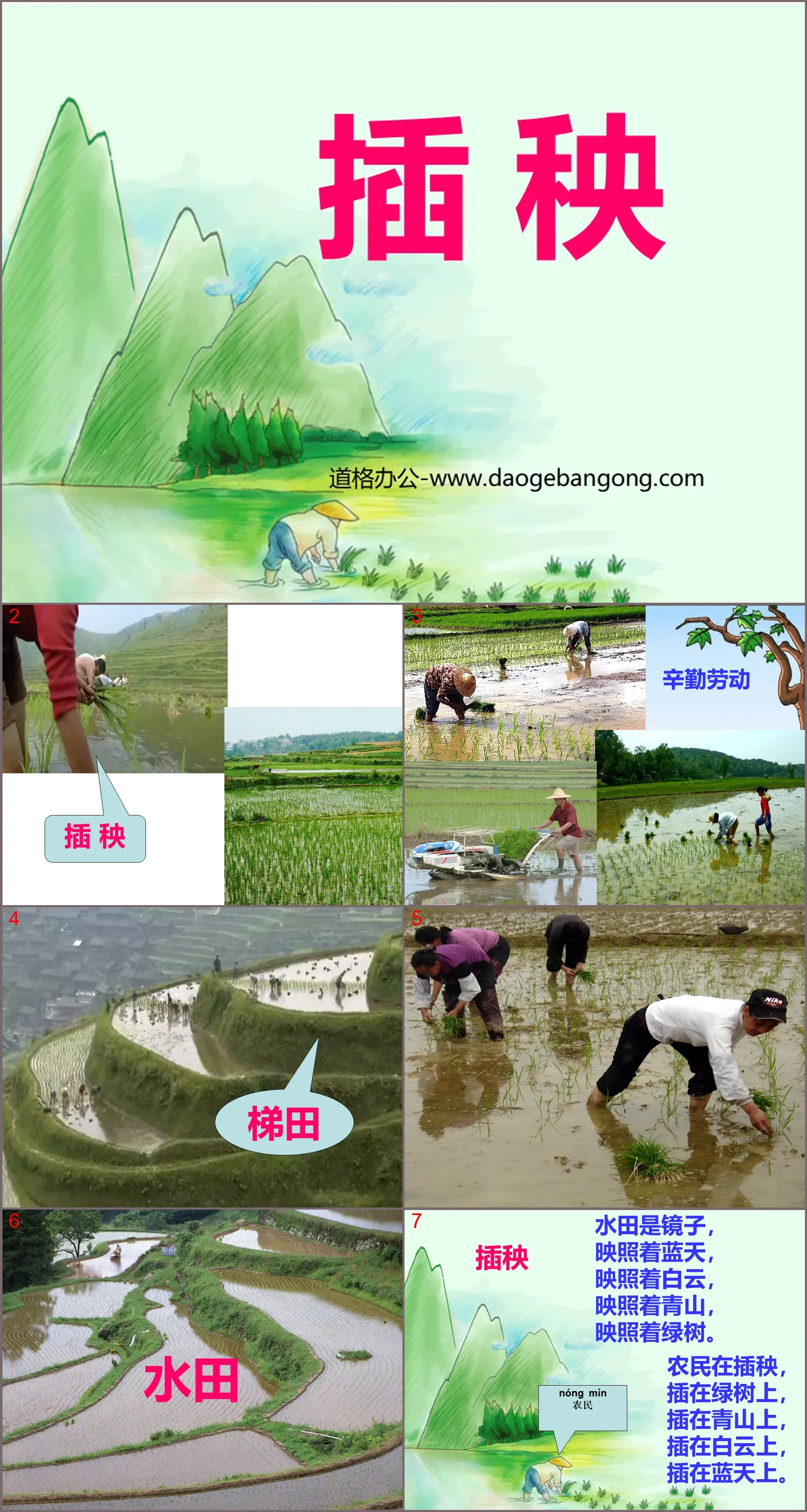 "Planting Rice" PPT Courseware 3