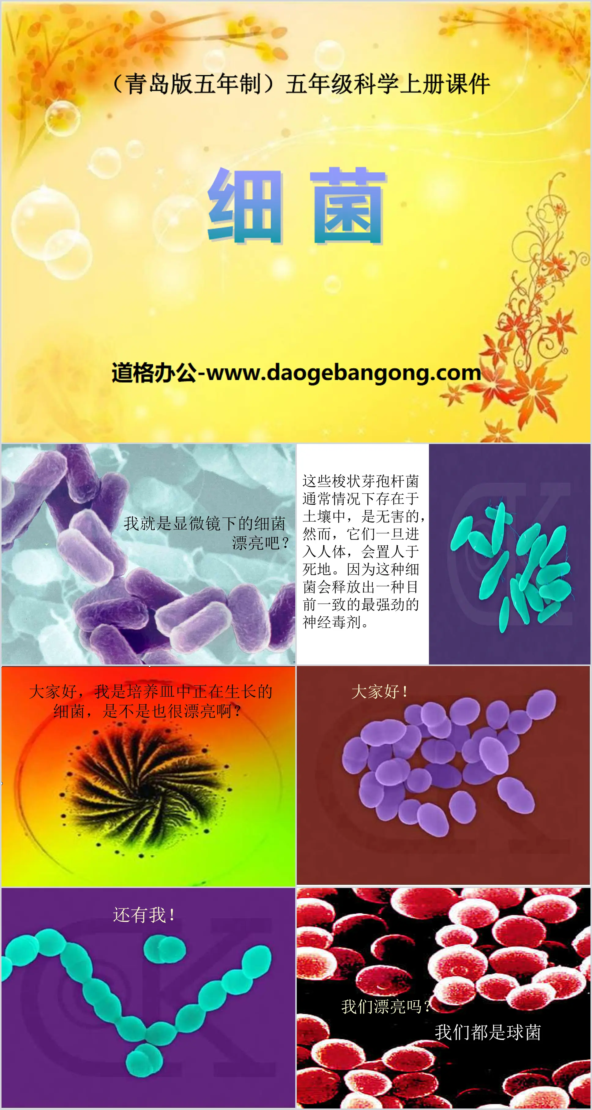 "Bacteria" PPT