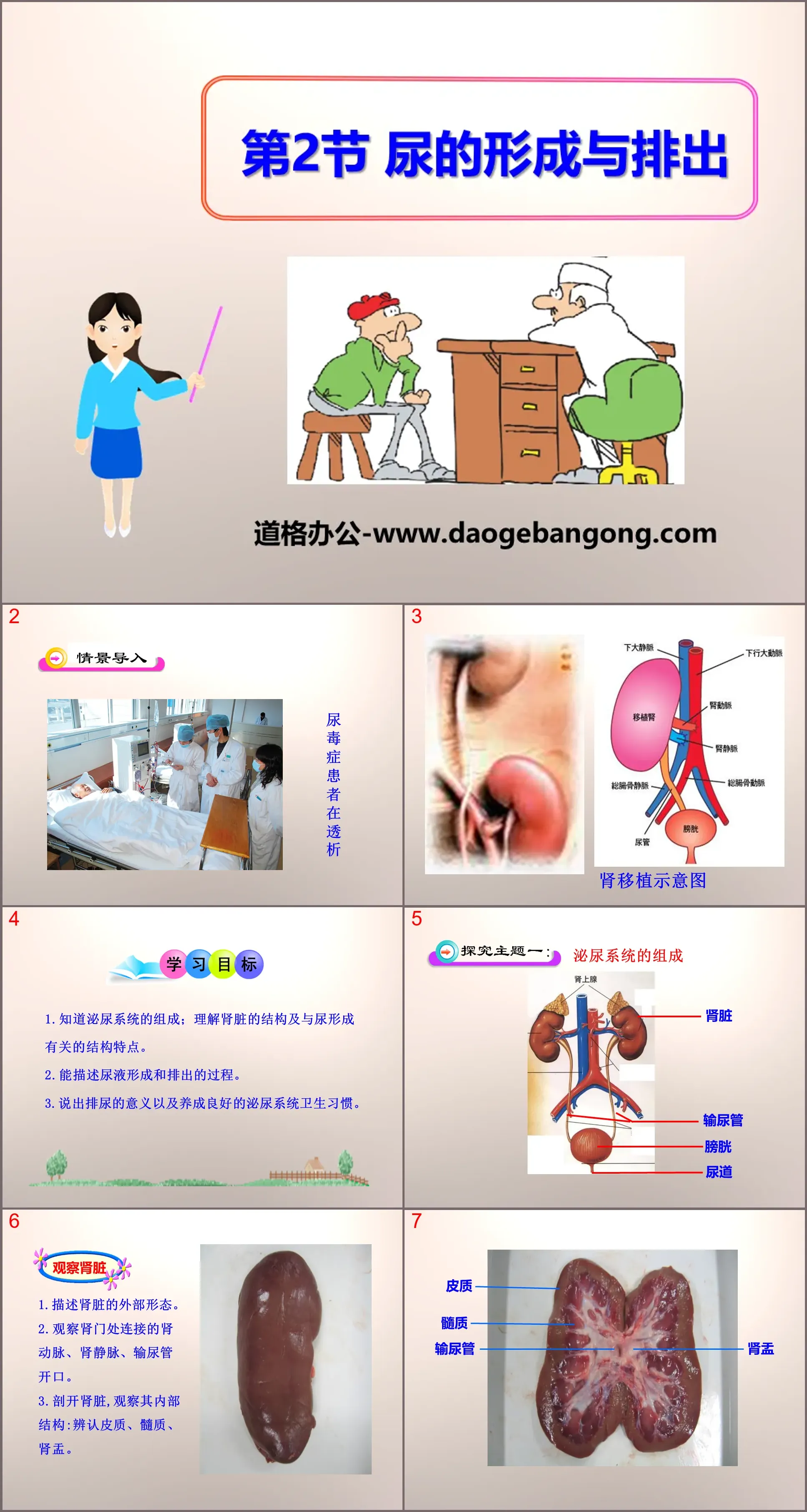 《尿的形成与排出》PPT