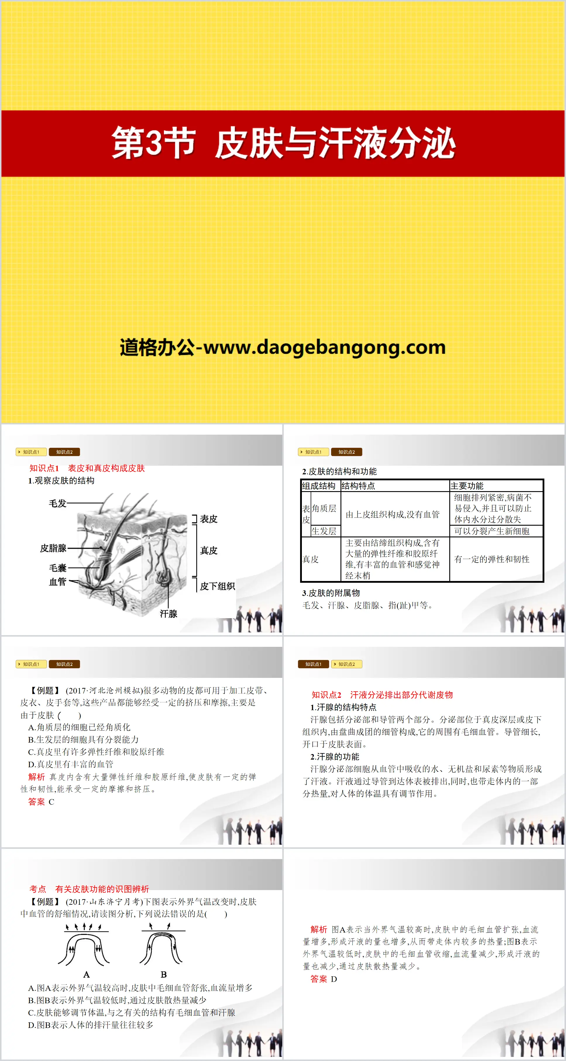 《皮肤与汗液分泌》PPT下载
