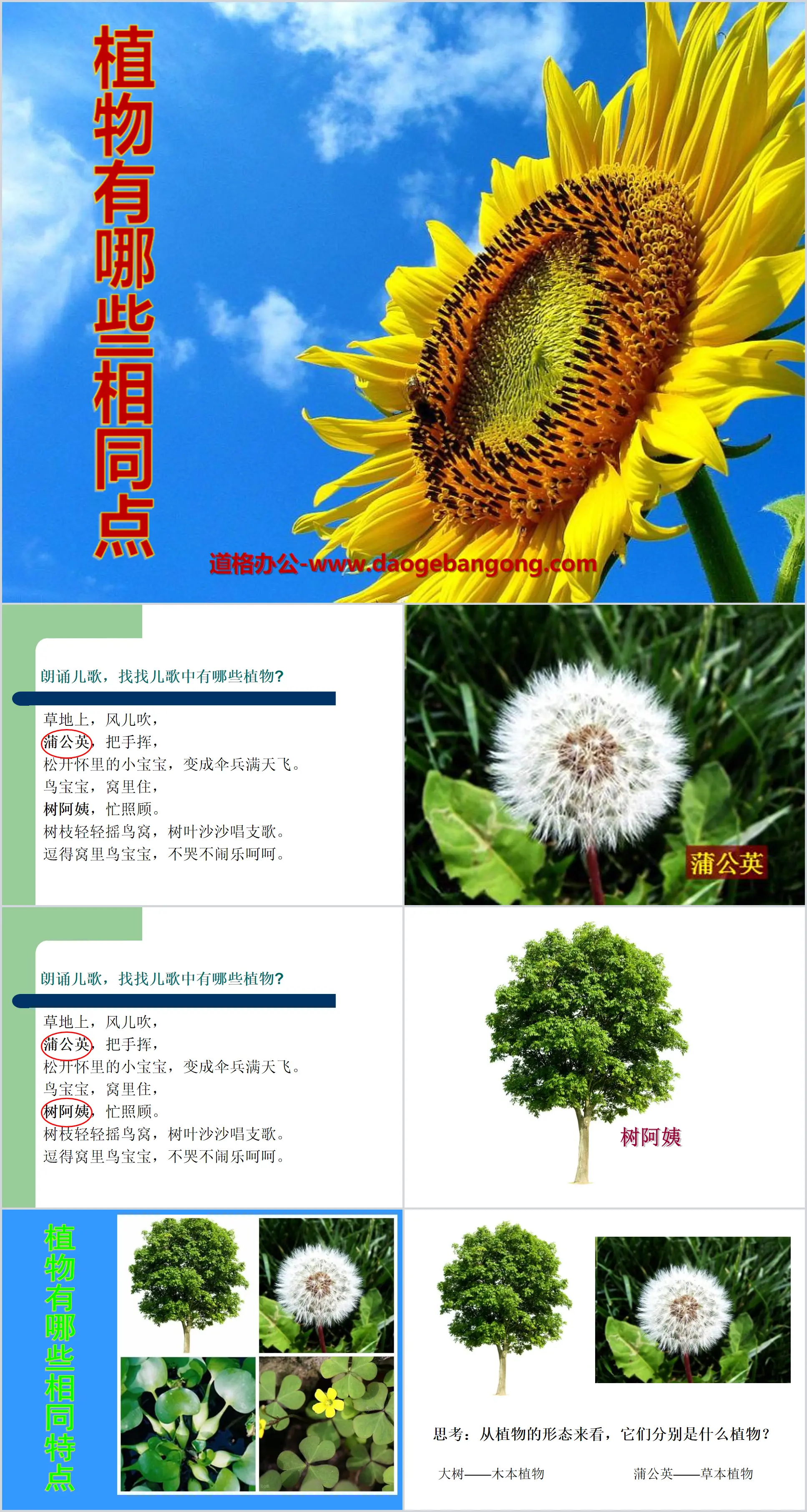 "What are the Similarities Between Plants" Plant PPT Courseware 5