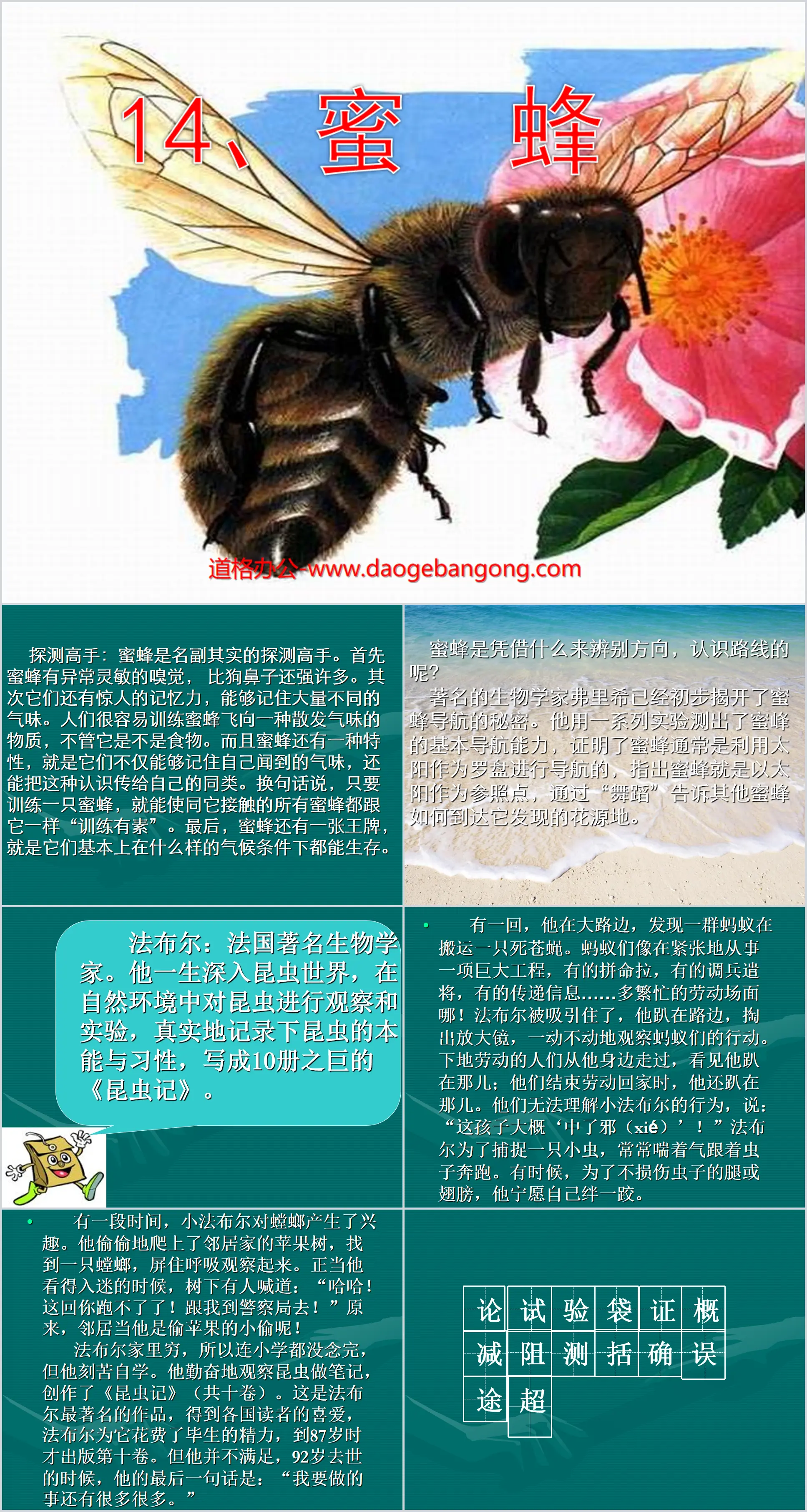 《蜜蜂》PPT教学课件下载6
