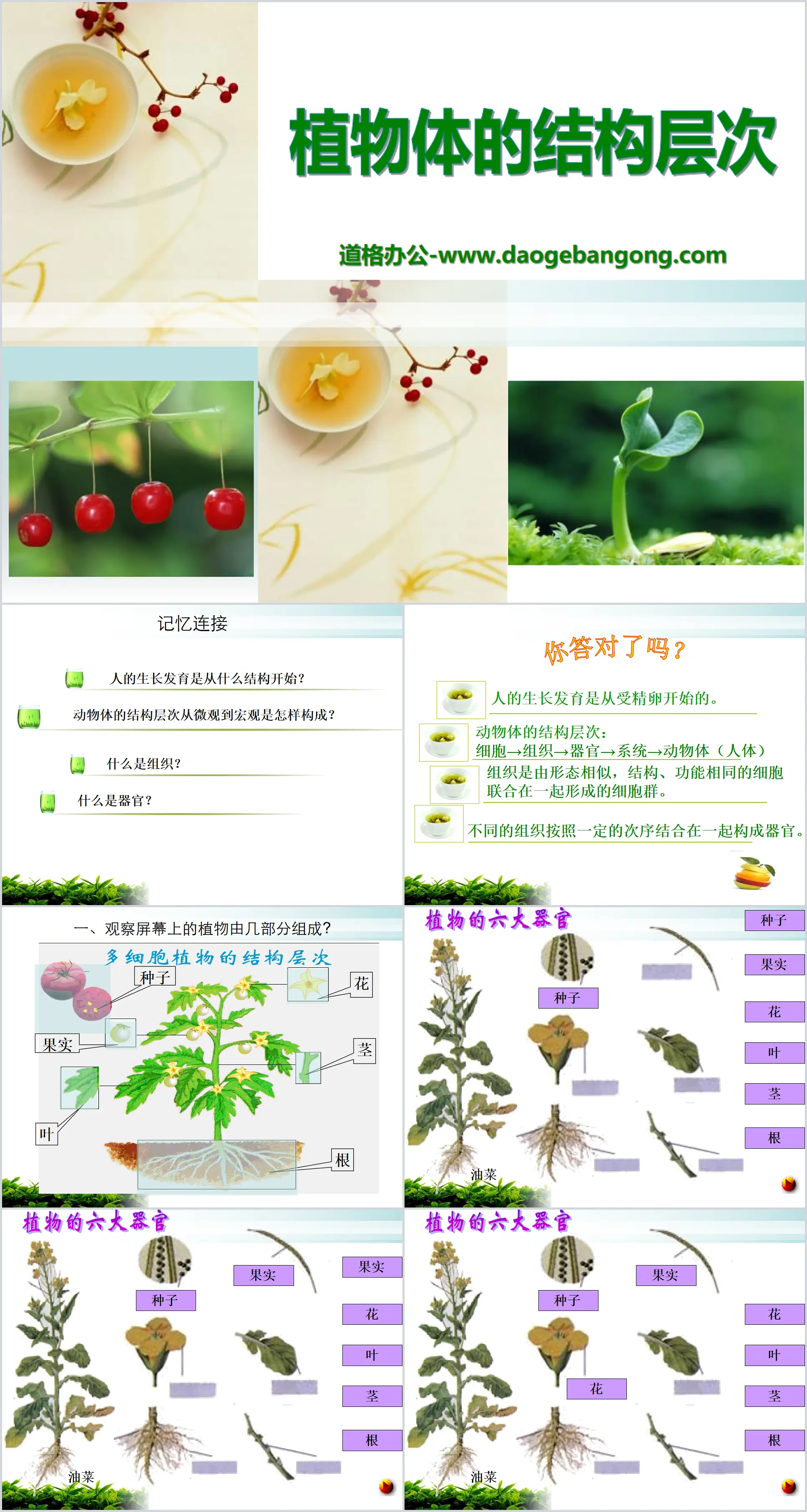 《植物体的结构层次》细胞怎样构成生物体PPT课件3
