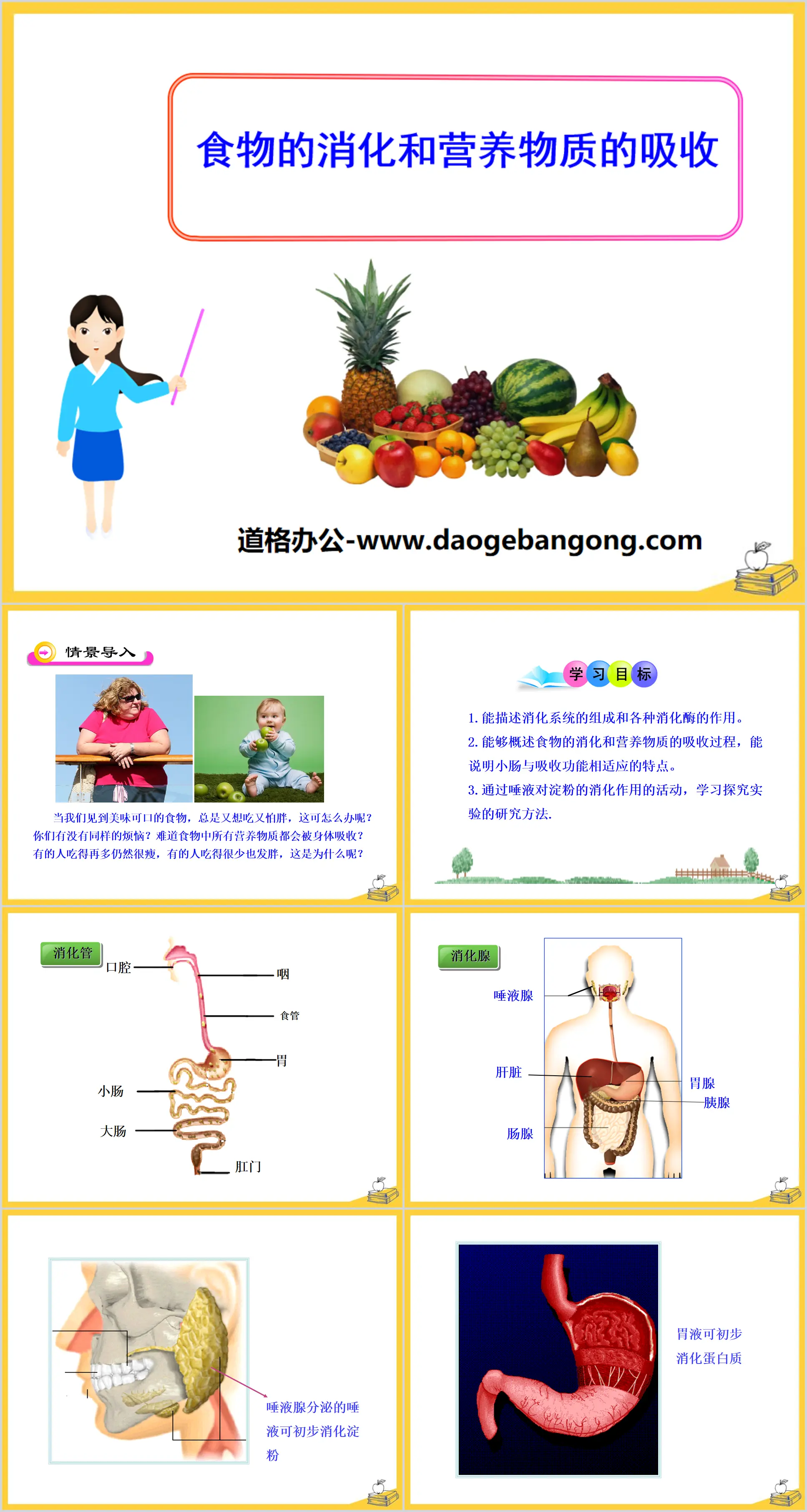 《食物的消化及營養物質的吸收》PPT課件