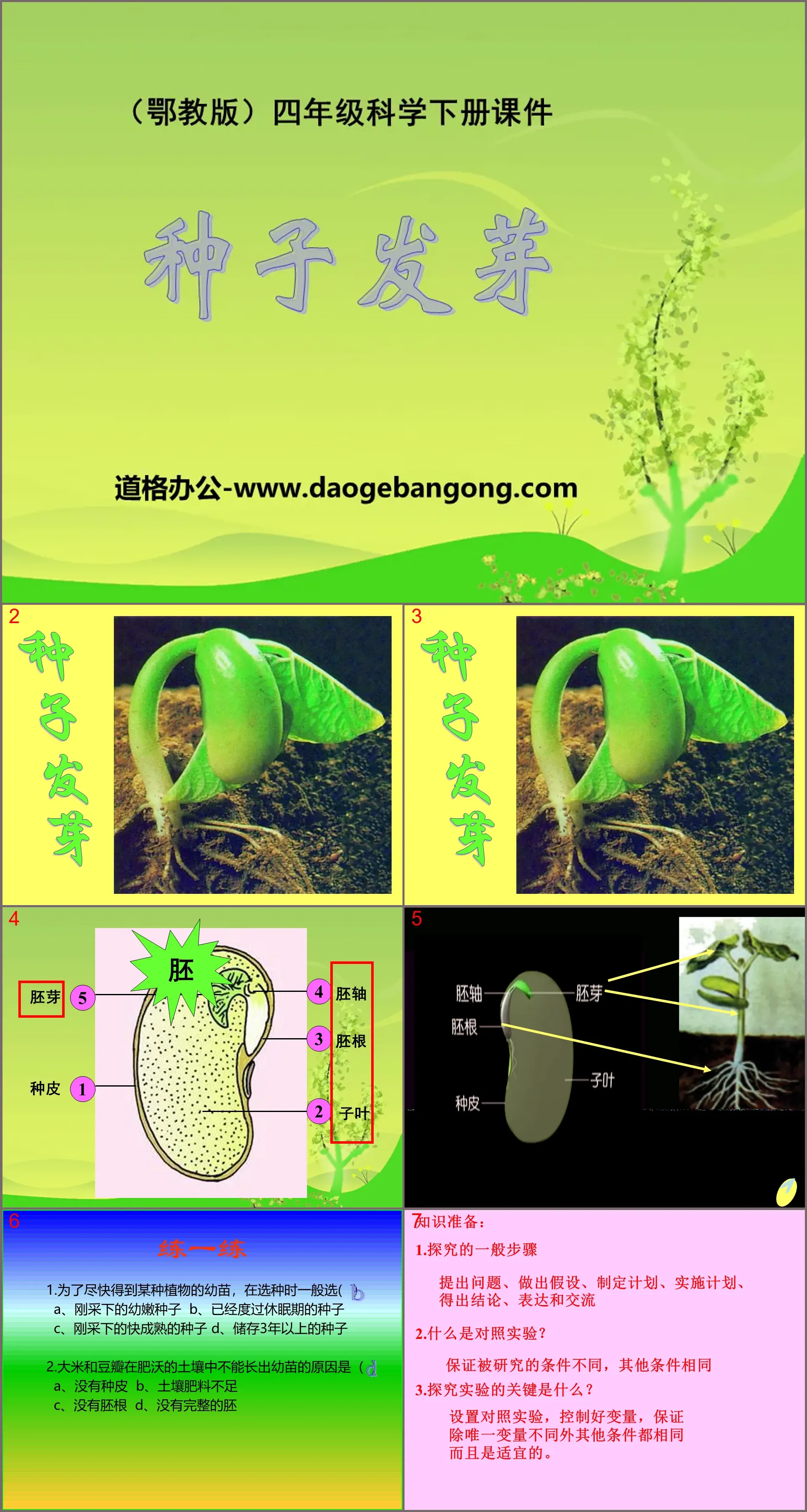 《种子发芽》PPT课件3