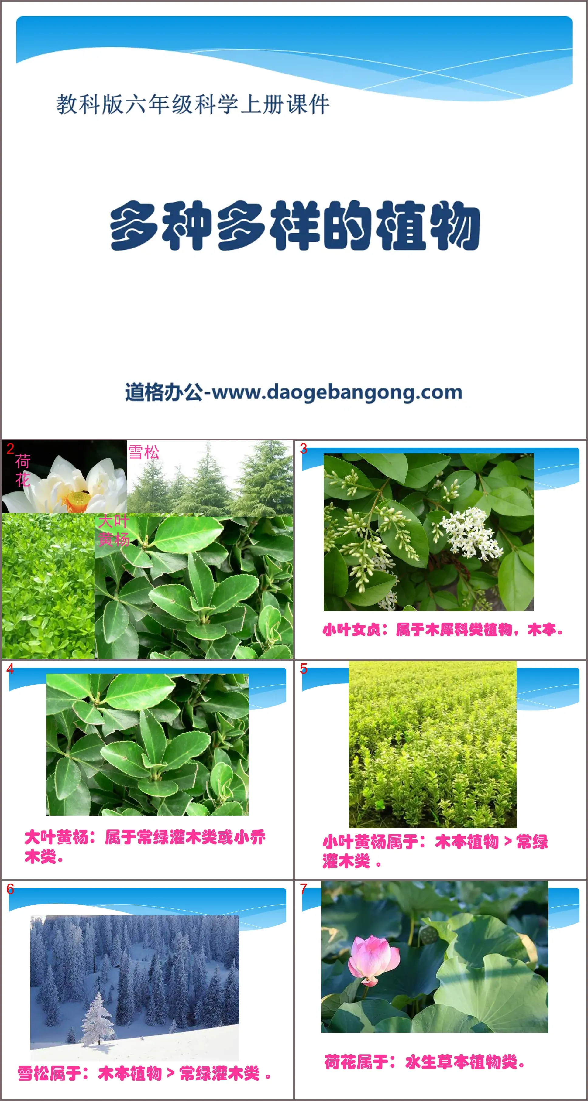 《多种多样的植物》生物的多样性PPT课件