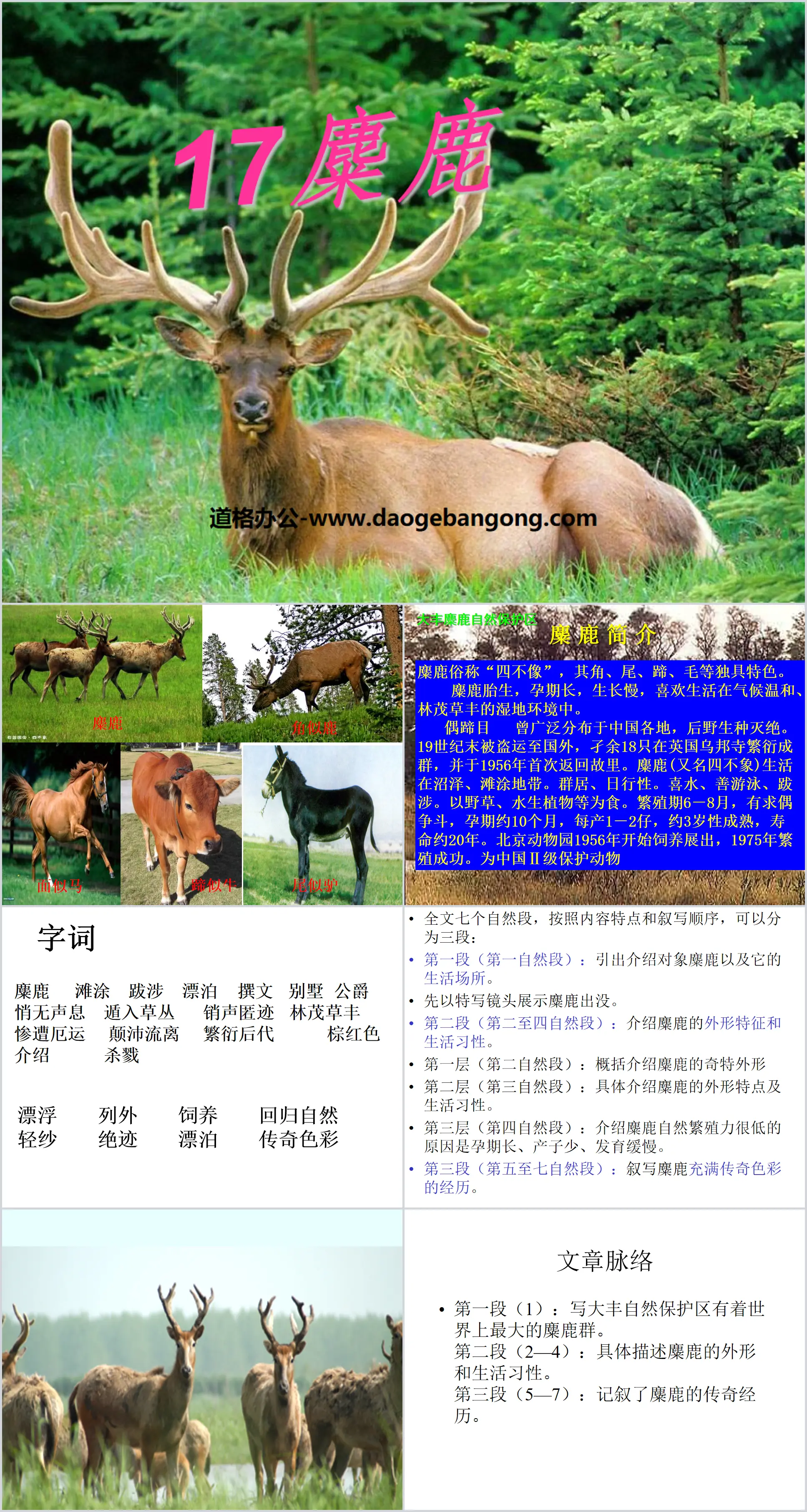 "Elk" PPT courseware 3