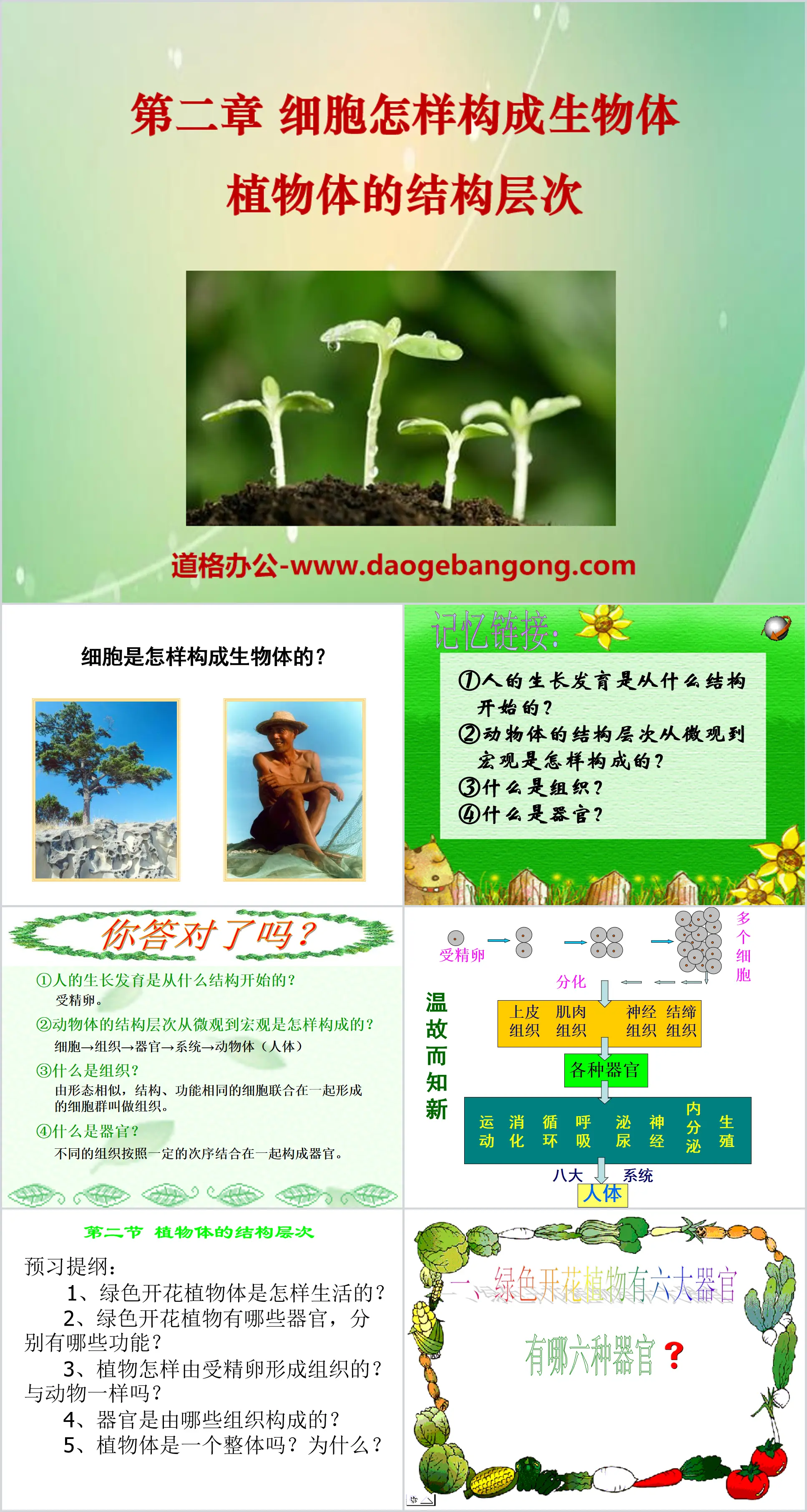 《植物体的结构层次》细胞怎样构成生物体PPT课件5
