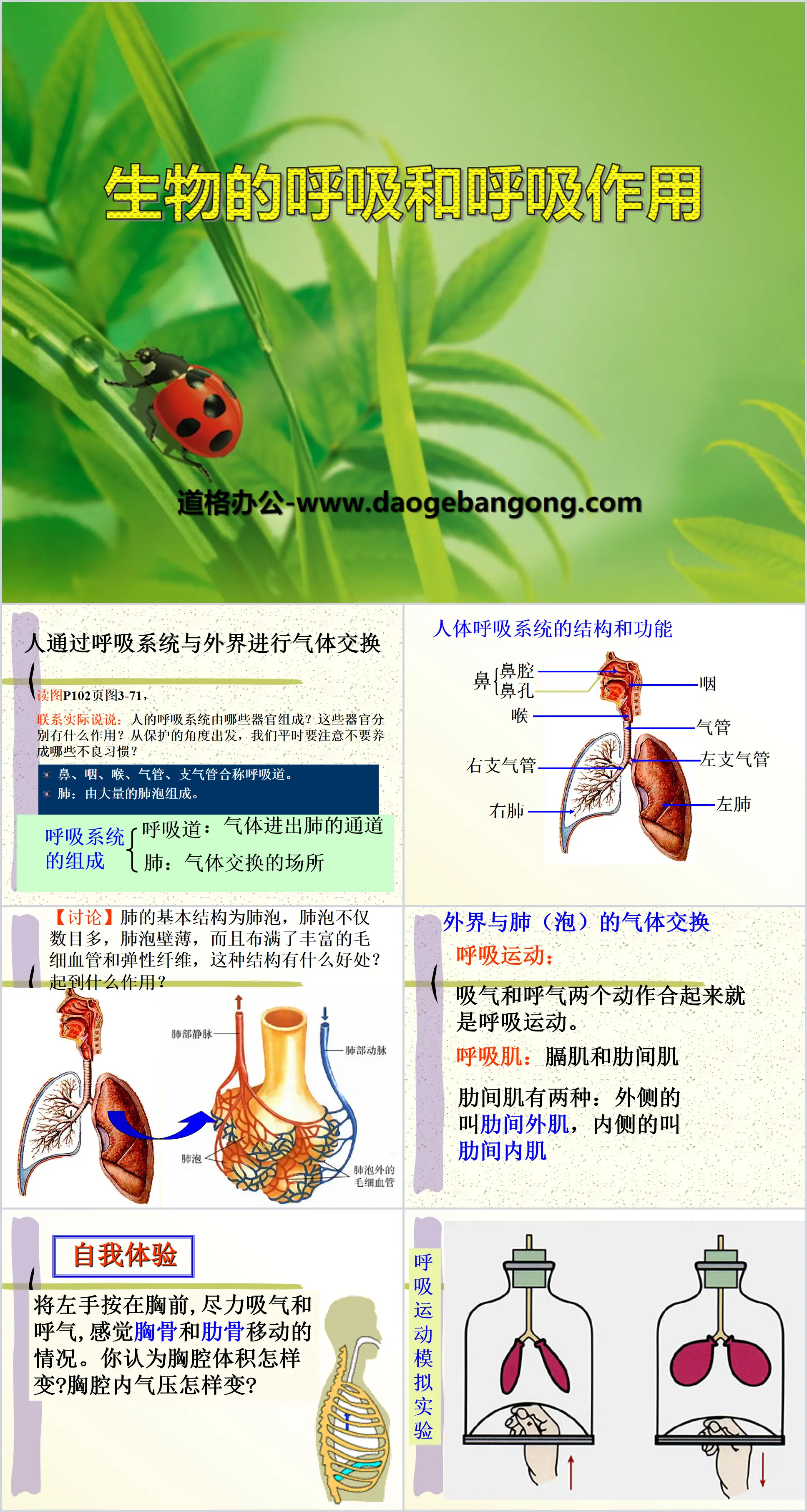 《生物的呼吸和呼吸作用》PPT
