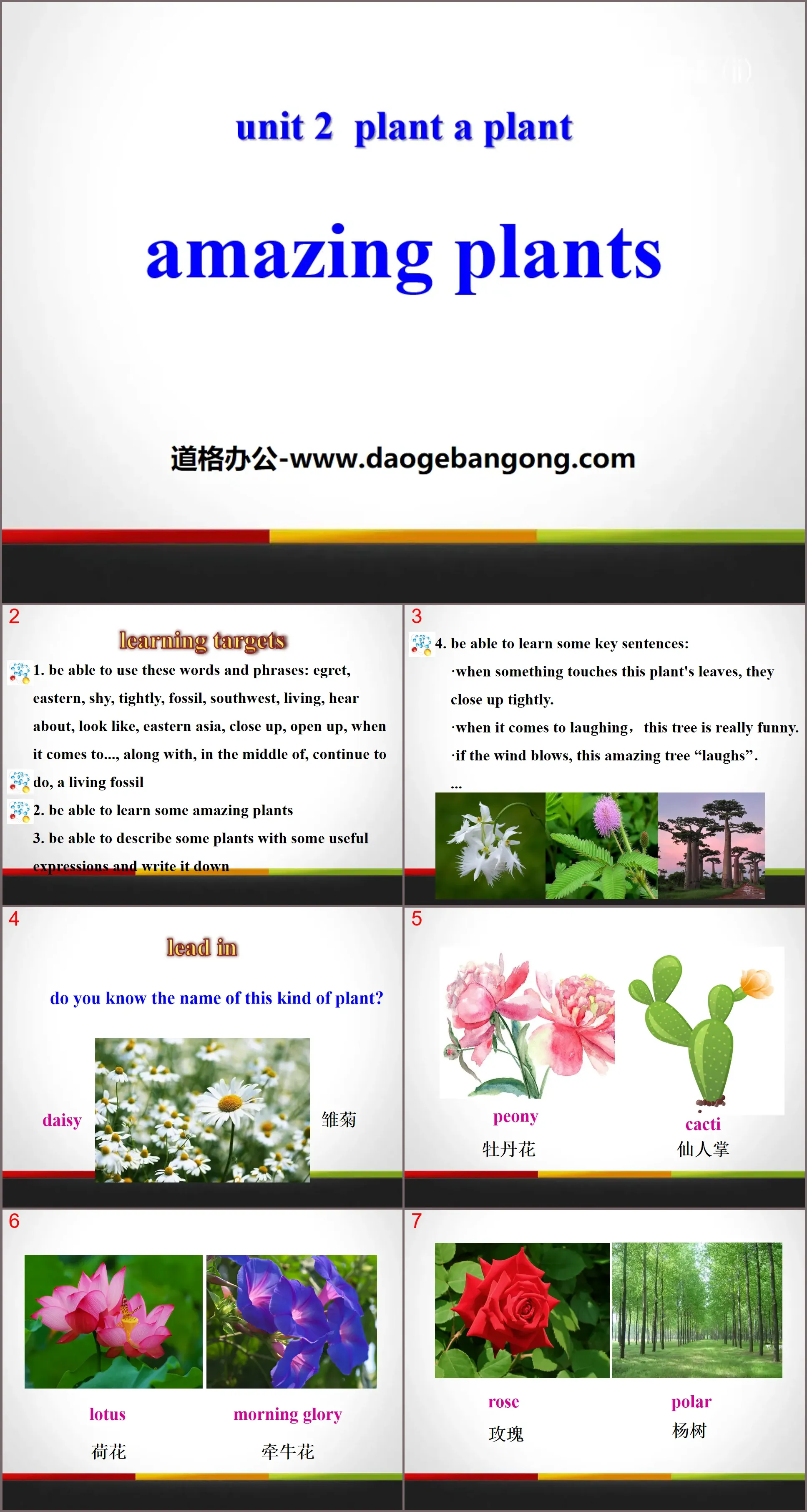 《Amazing Plants》Plant a Plant PPT免费课件