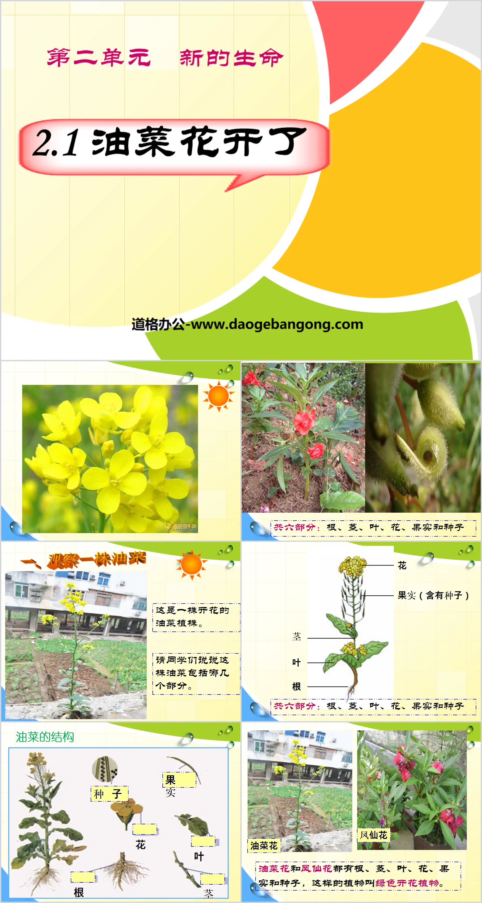 "Rapeseed Flowers Are Blooming" New Life PPT Courseware