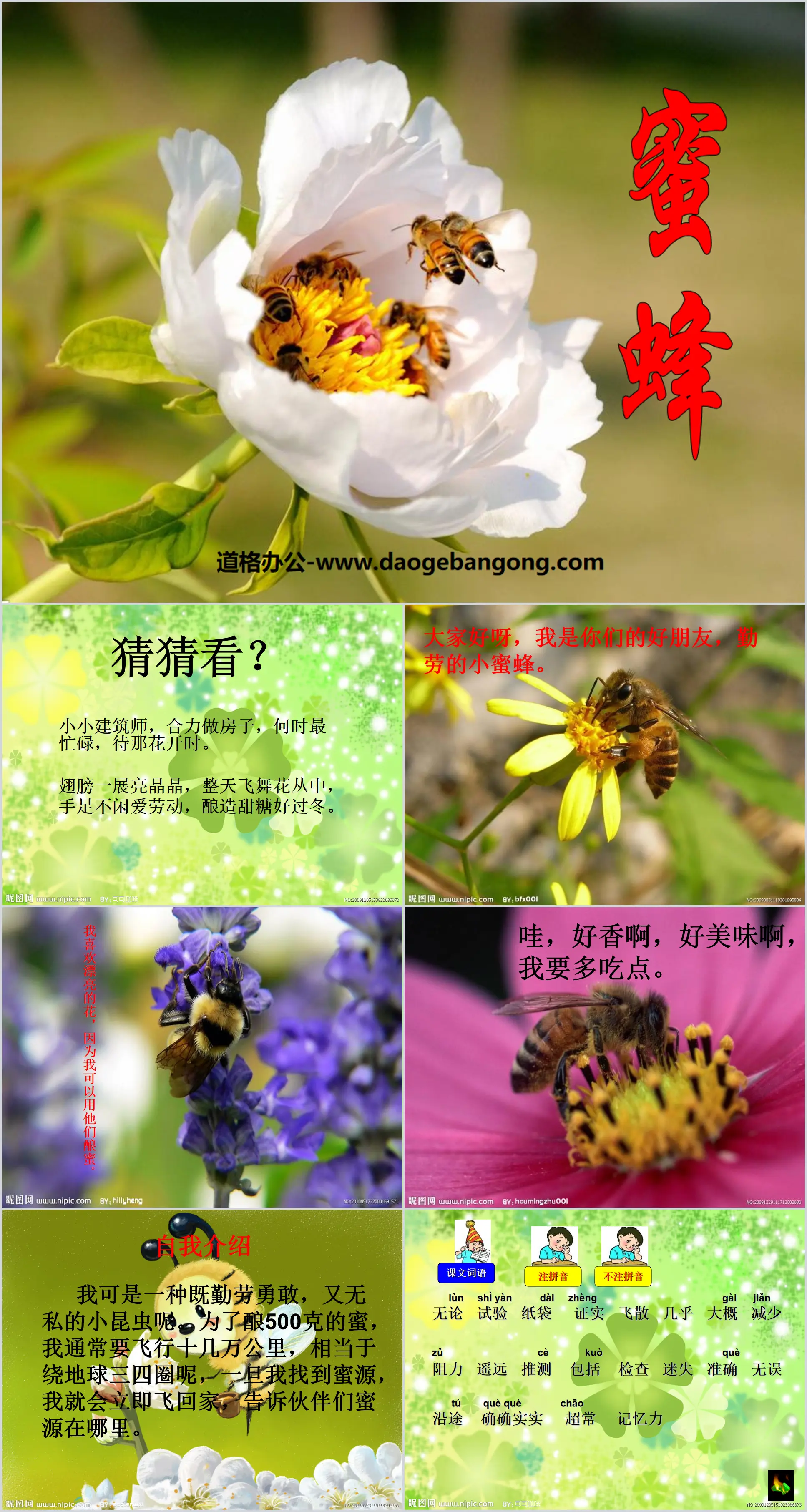 《蜜蜂》PPT课件3
