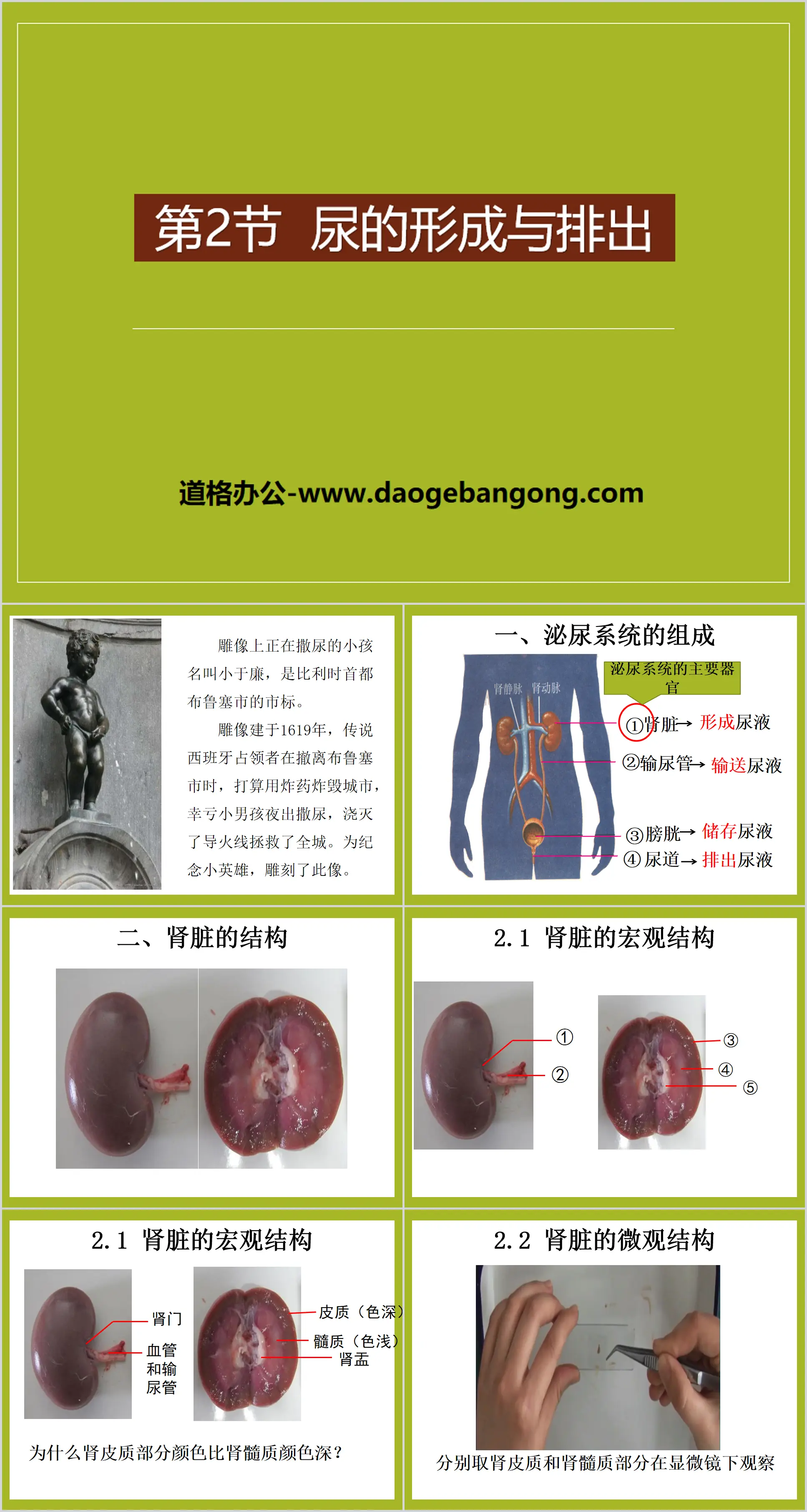 《尿的形成与排出》PPT课件下载
