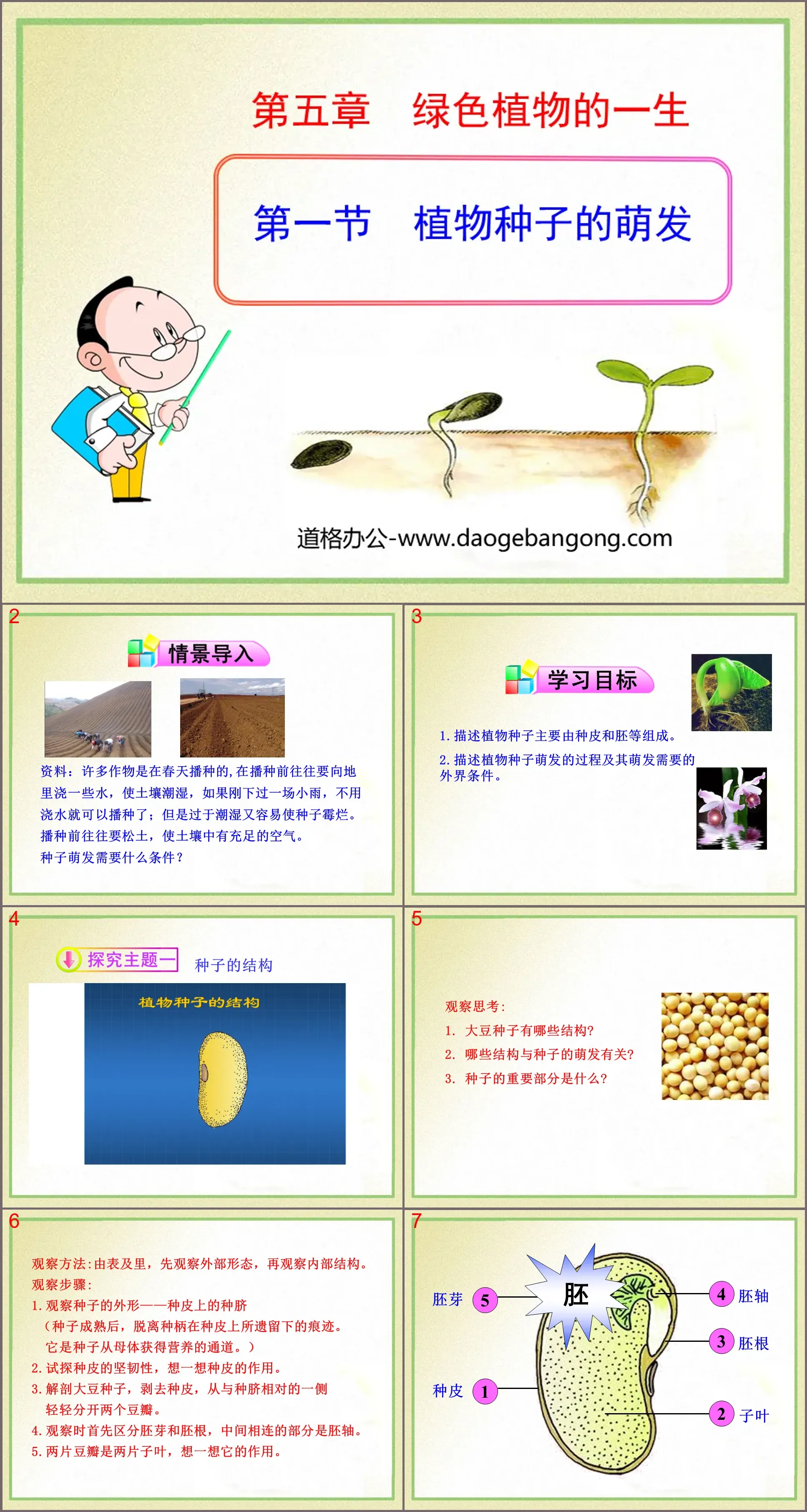 "Germination of Plant Seeds" PPT