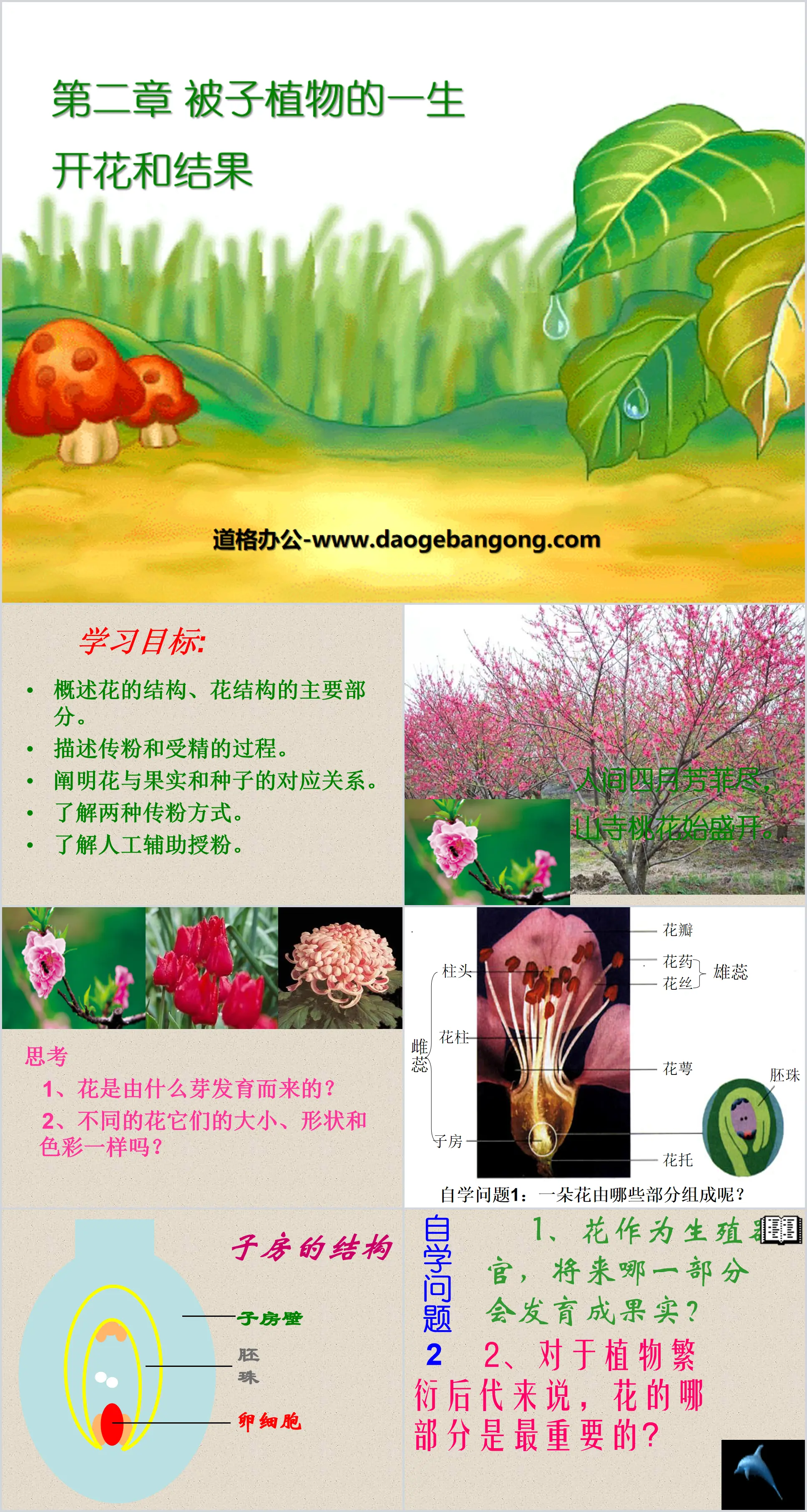 《開花結果》被子植物的一生PPT課程4