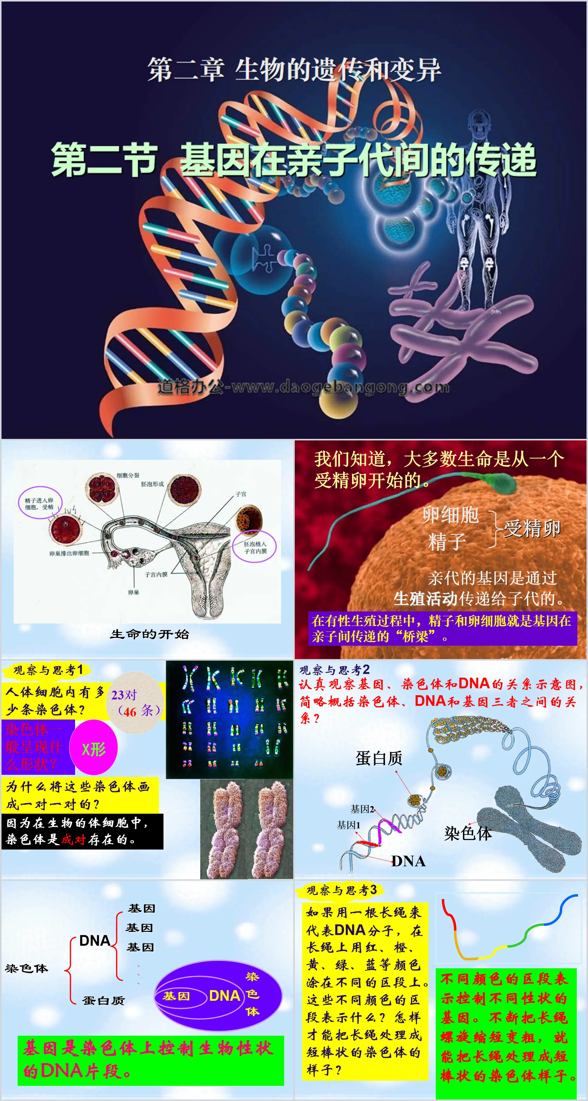 "Transmission of genes between parents and offspring" Biological inheritance and variation PPT courseware 2