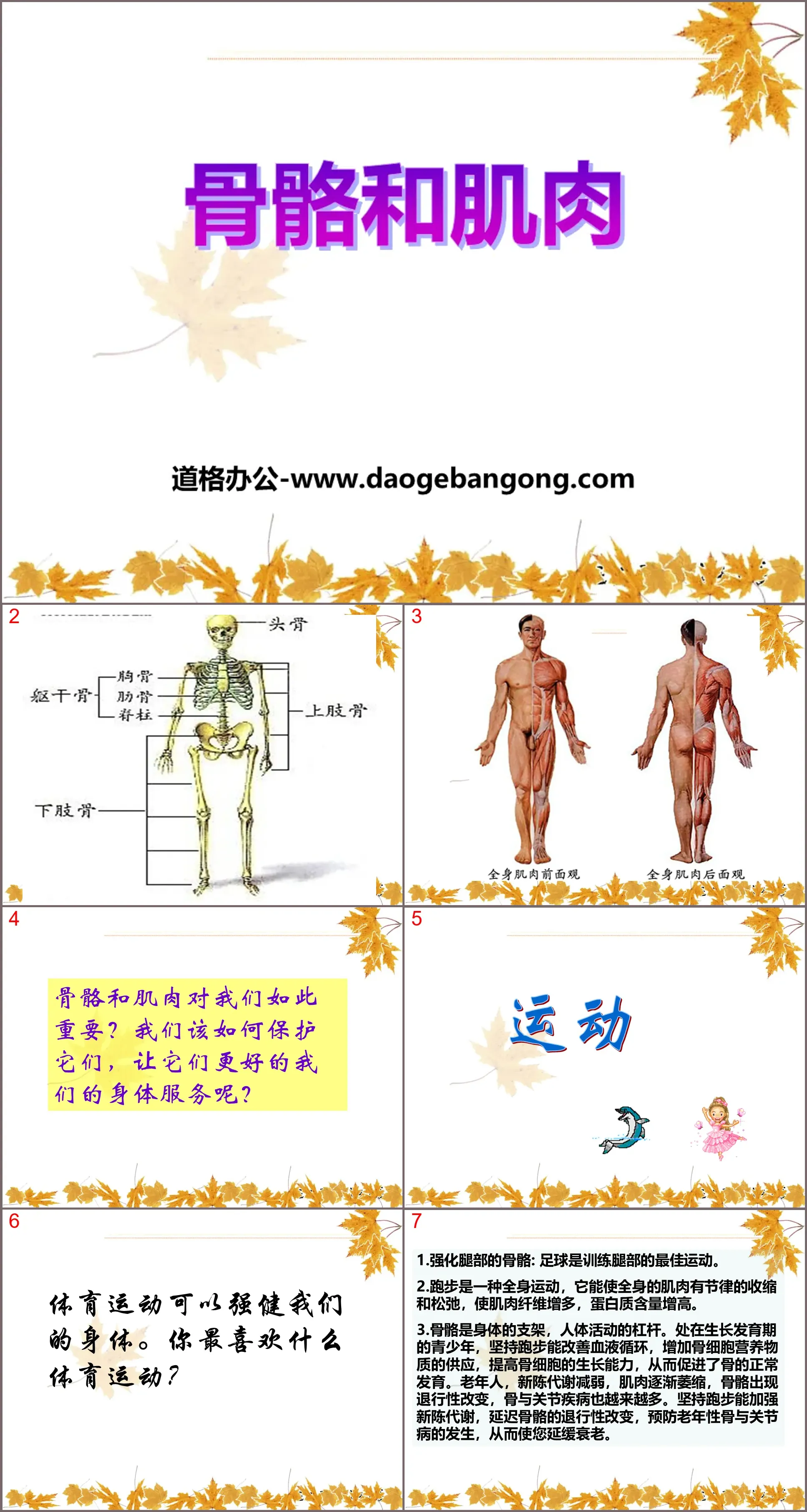 《骨骼和肌肉》人体的奥秘PPT课件2