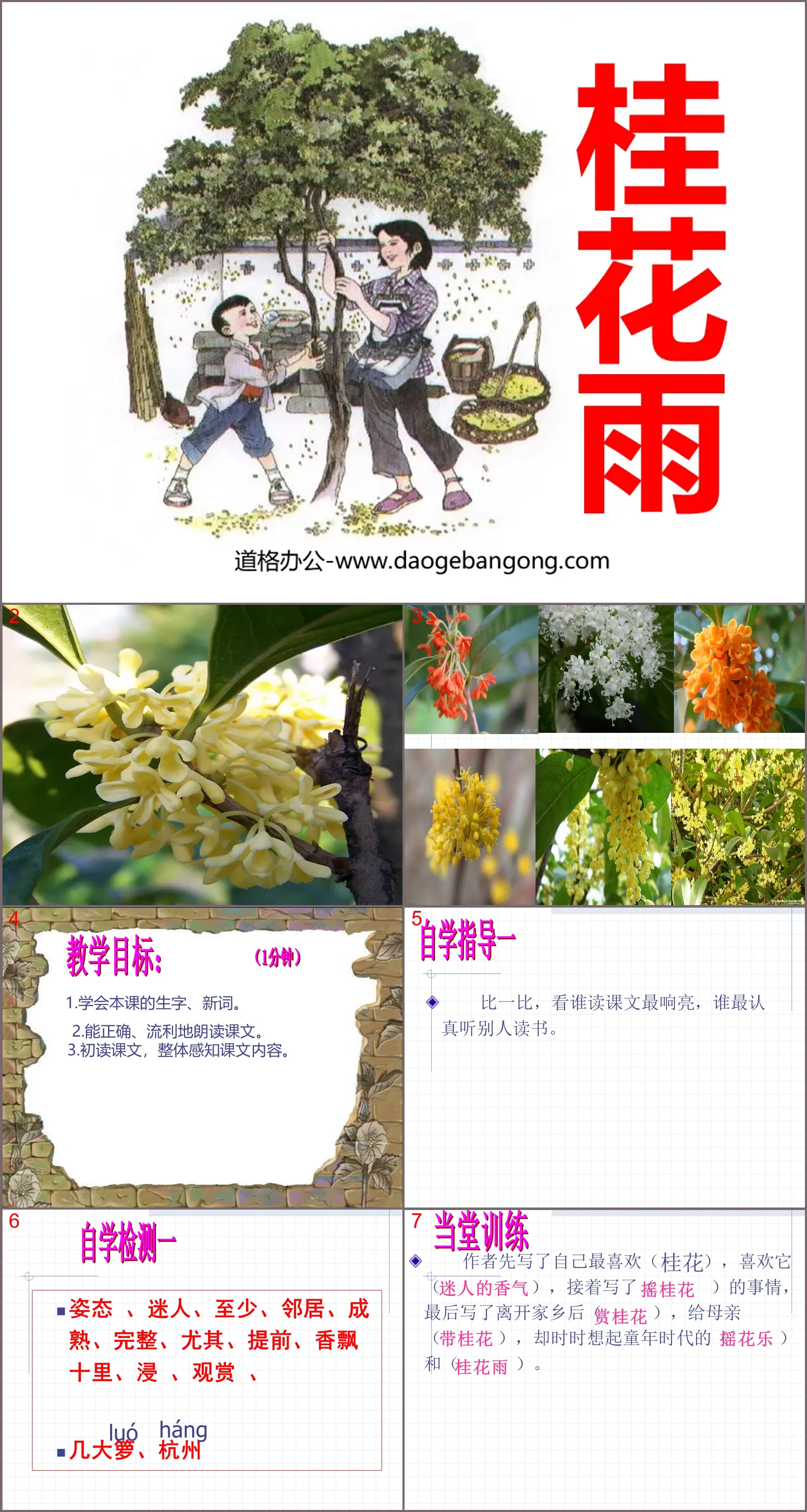 "Osmanthus rain" PPT courseware download 4