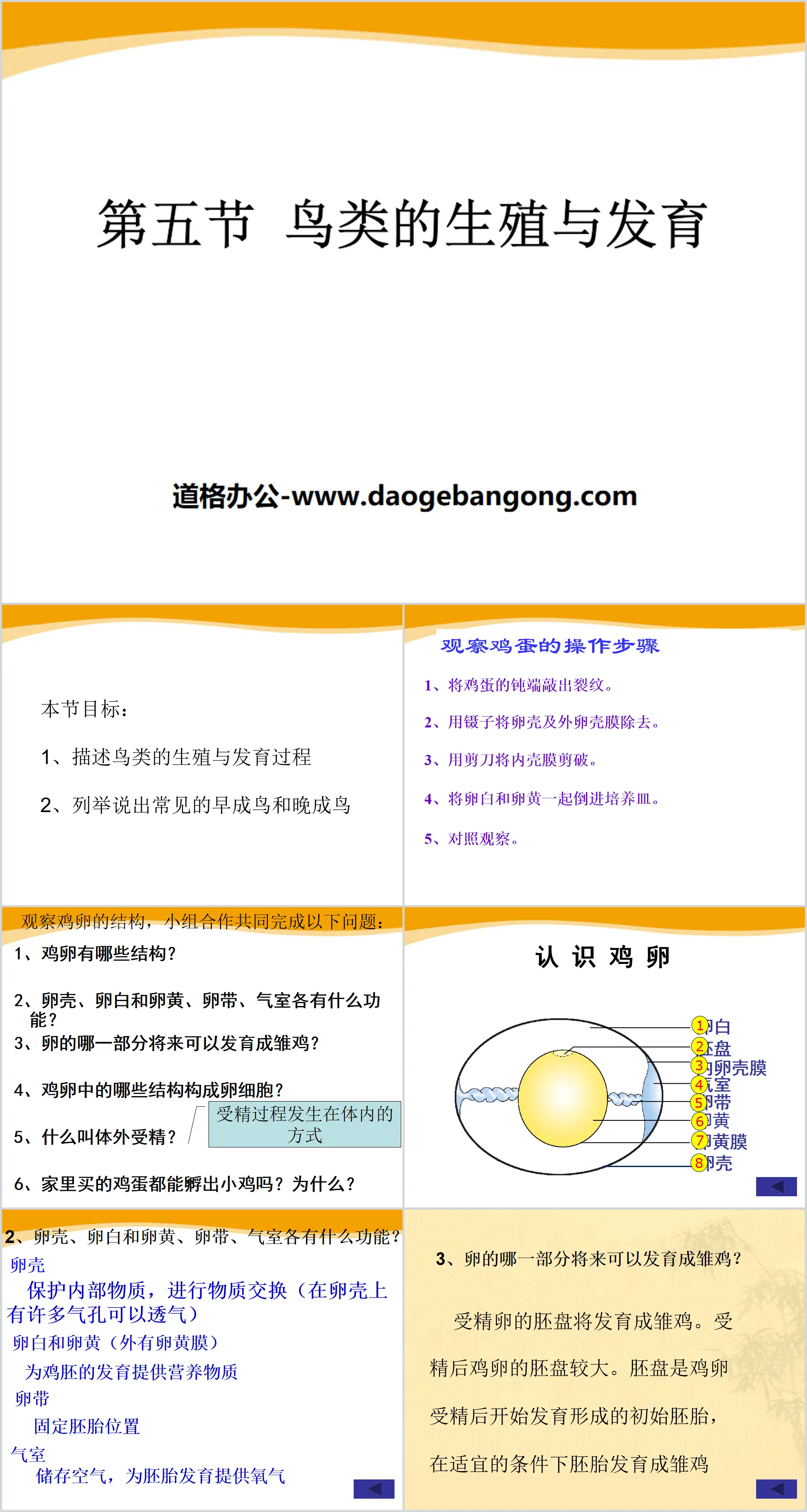 《鸟类的生殖与发育》PPT
