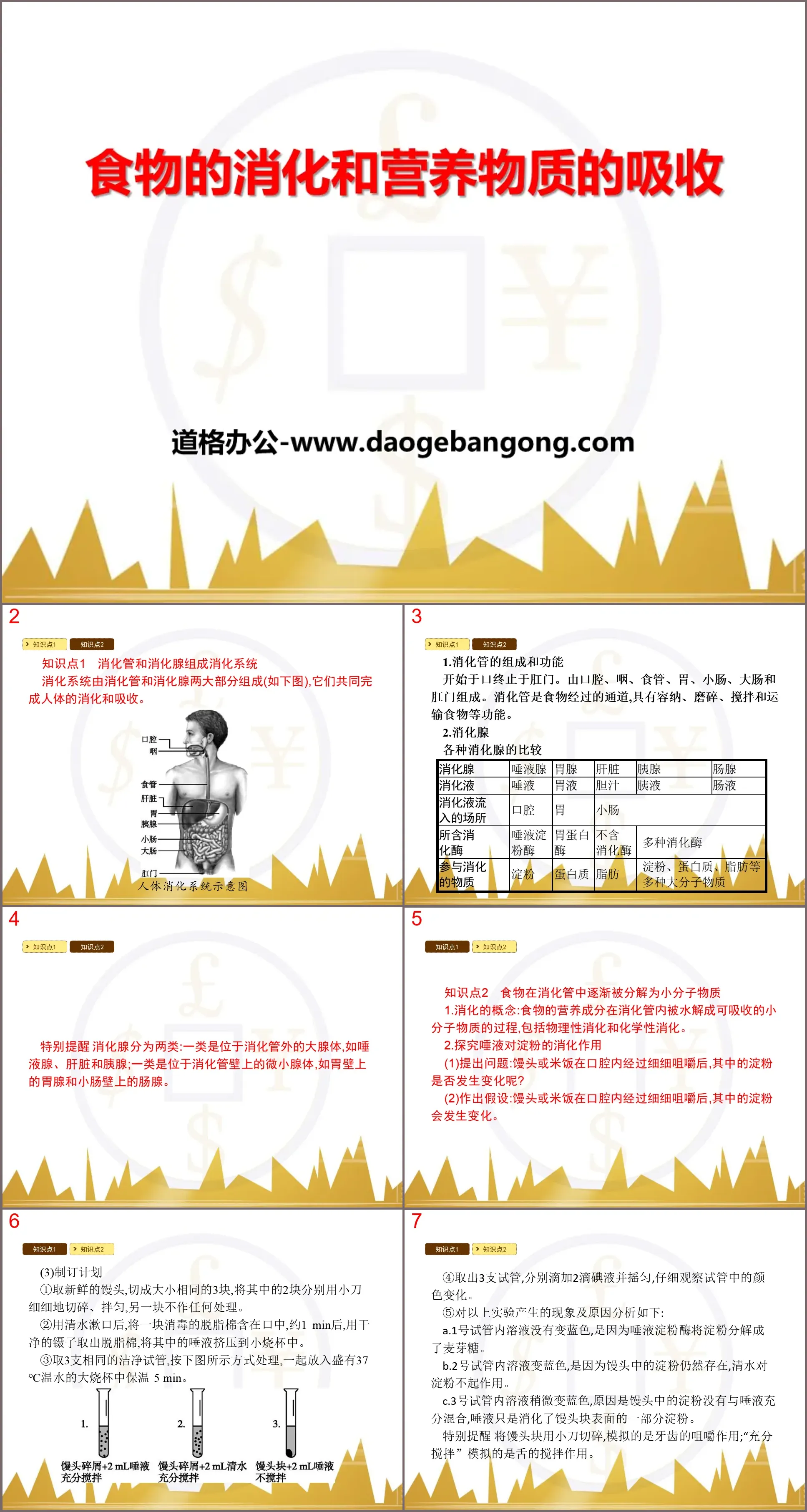 《食物的消化和营养物质的吸收》PPT课件下载