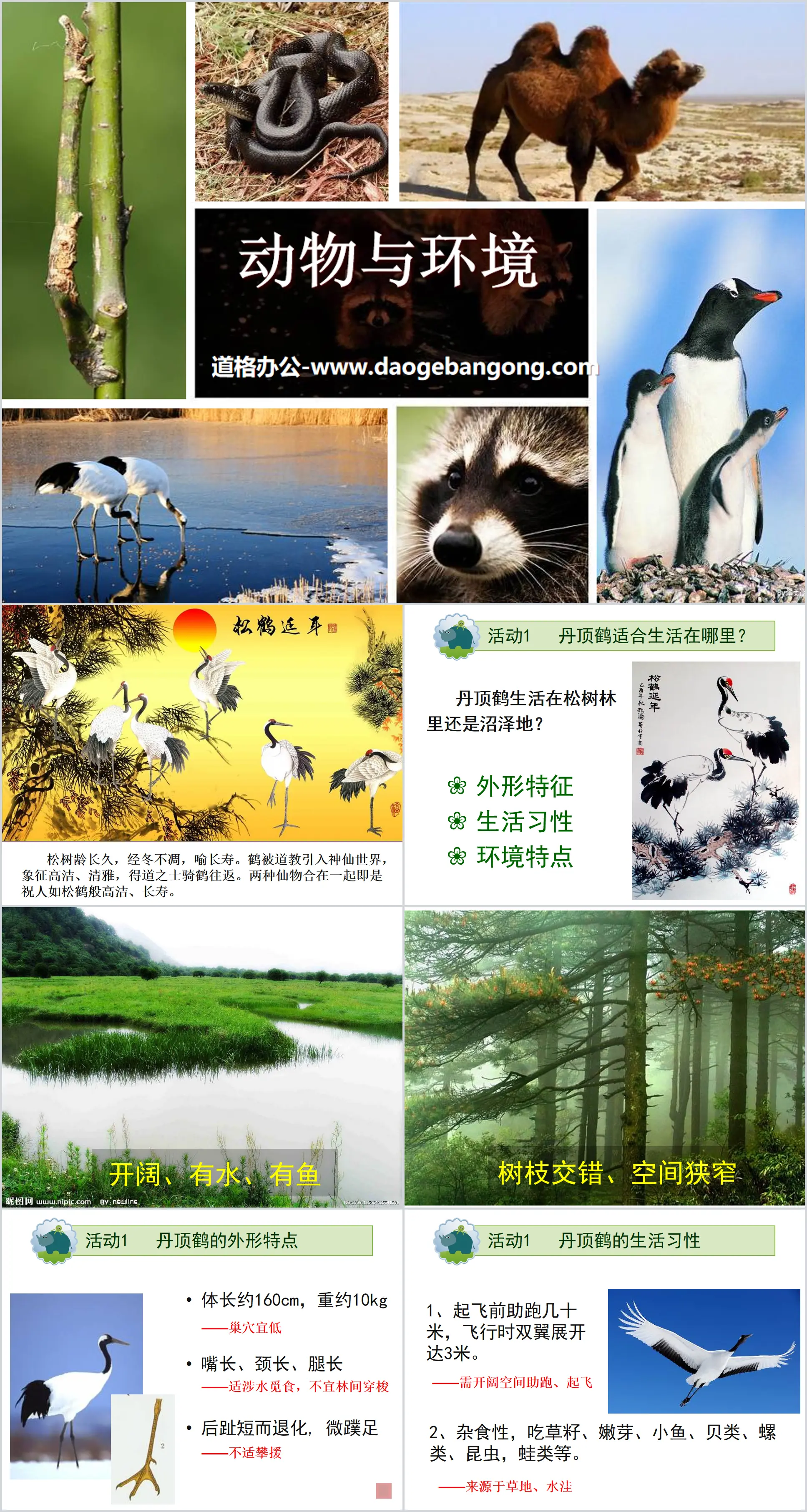 "Animals and Environment" Biology and Environment PPT Courseware