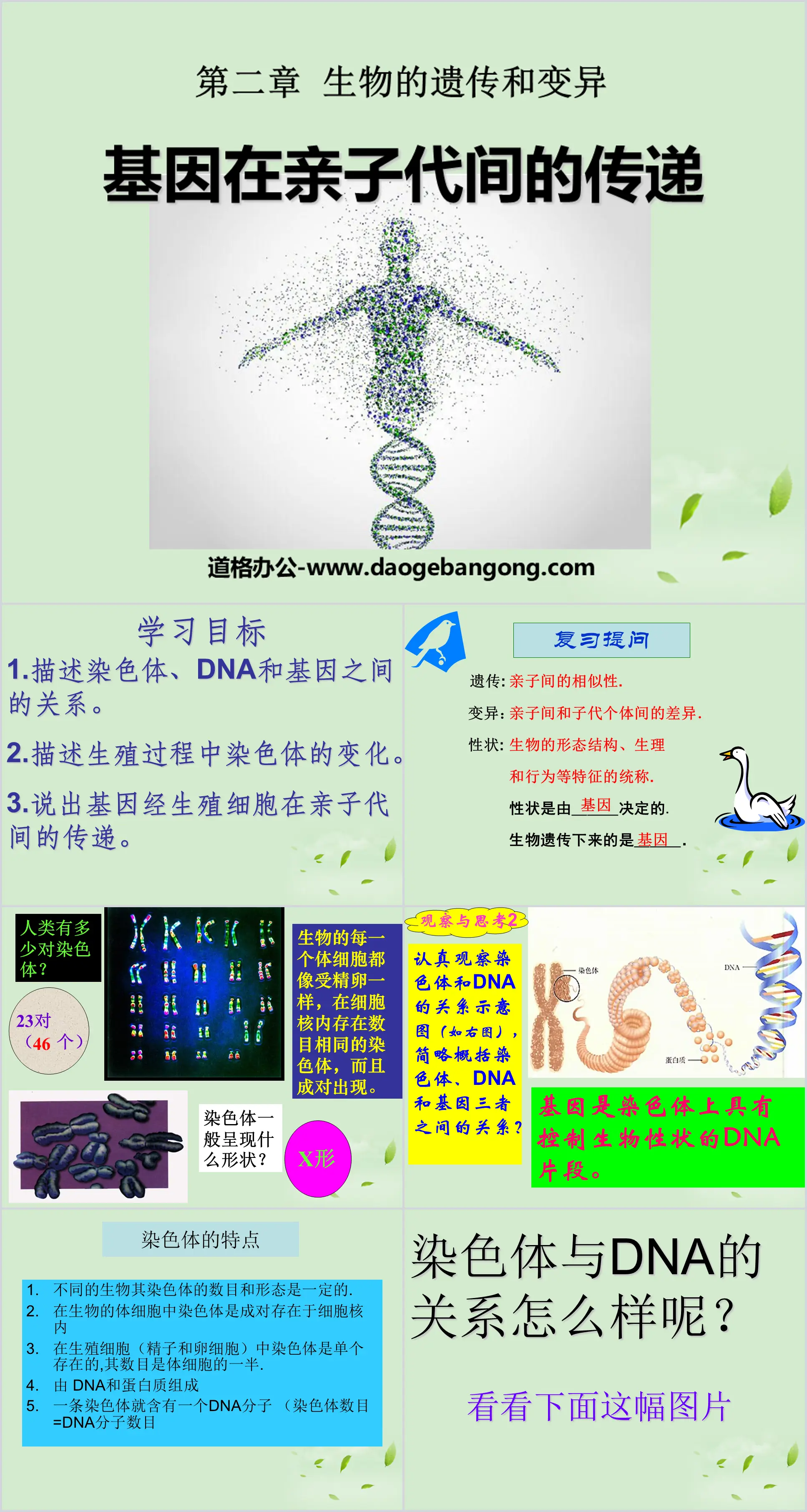 《基因在亲子代间的传递》生物的遗传和变异PPT课件4
