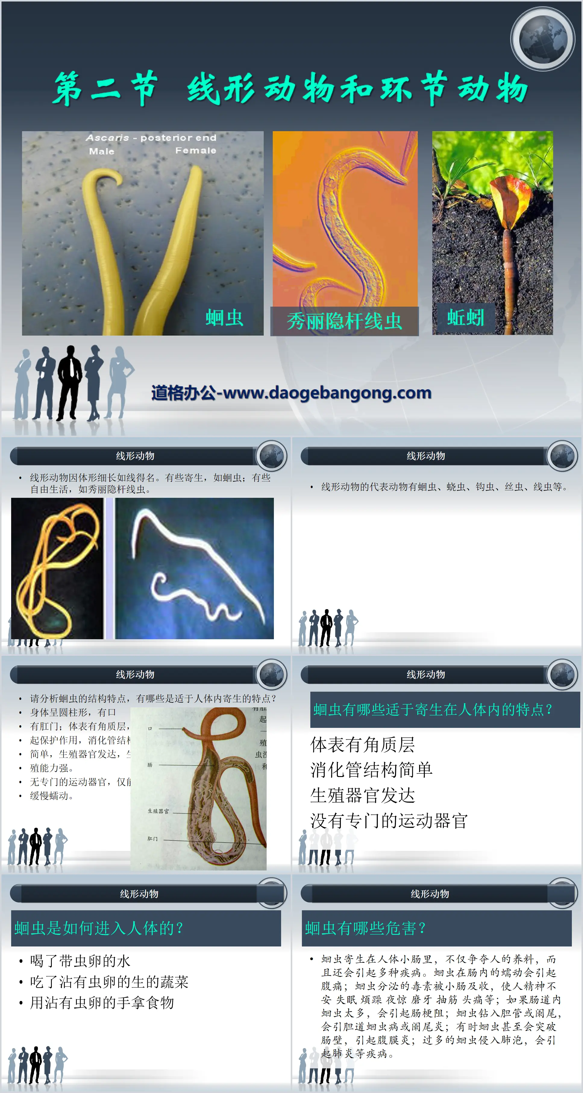 《線形動物與環節動物》動物的主要類群PPT課件2