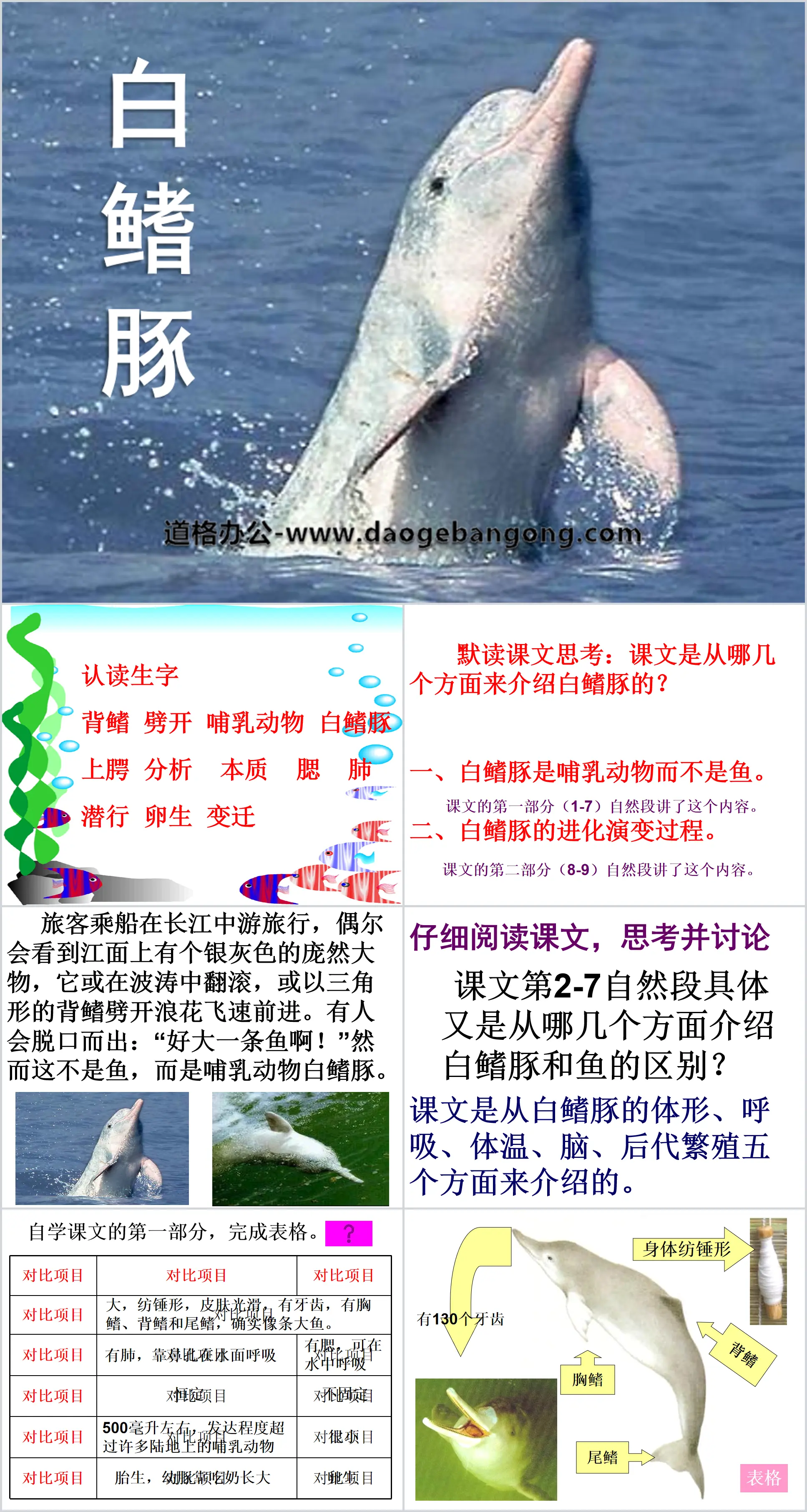 "Baiji Dolphin" PPT courseware 2