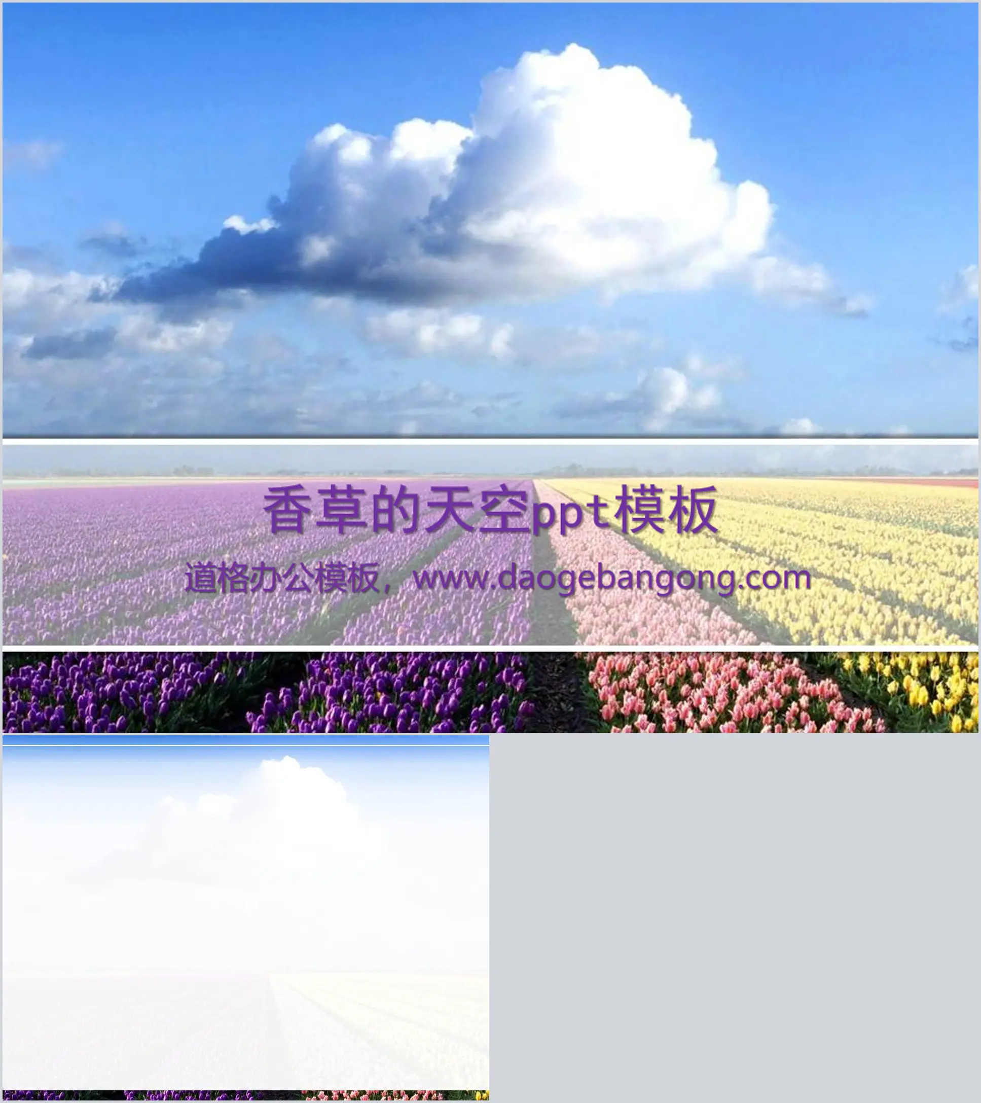 Tulips under the sky PowerPoint template download