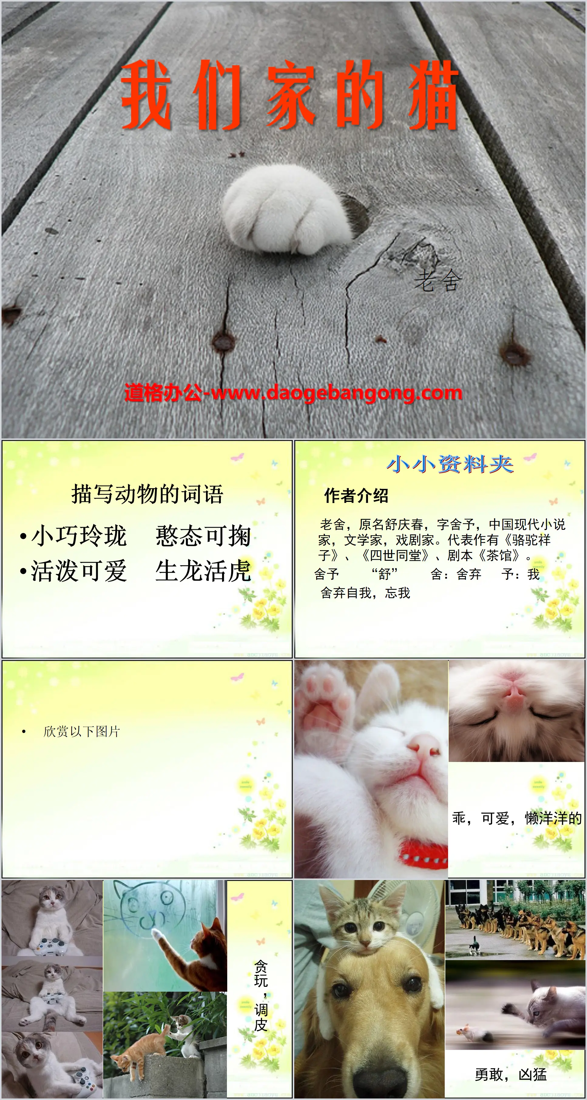 "Our Cat" PPT Courseware 4