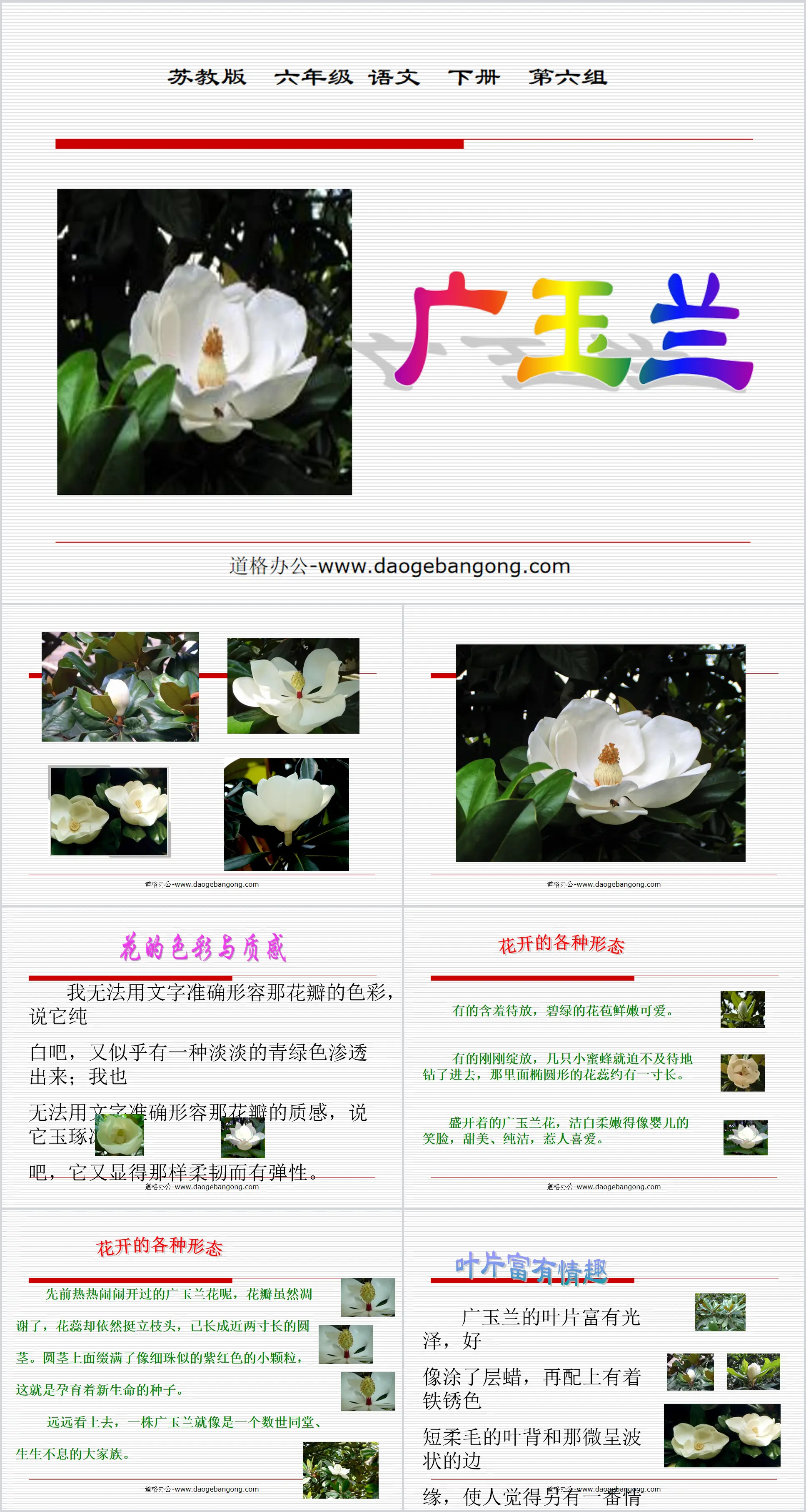 《广玉兰》PPT课件2
