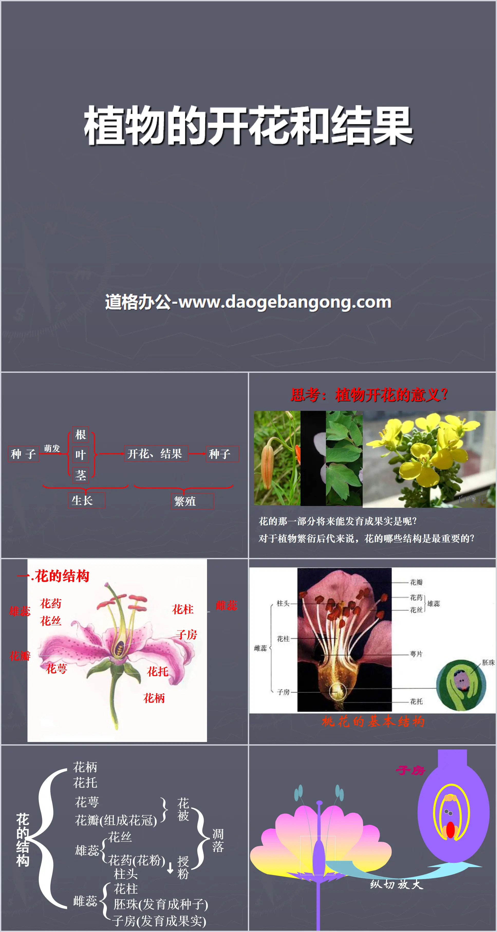 Présentation PowerPoint « Floraison et fructification des plantes »