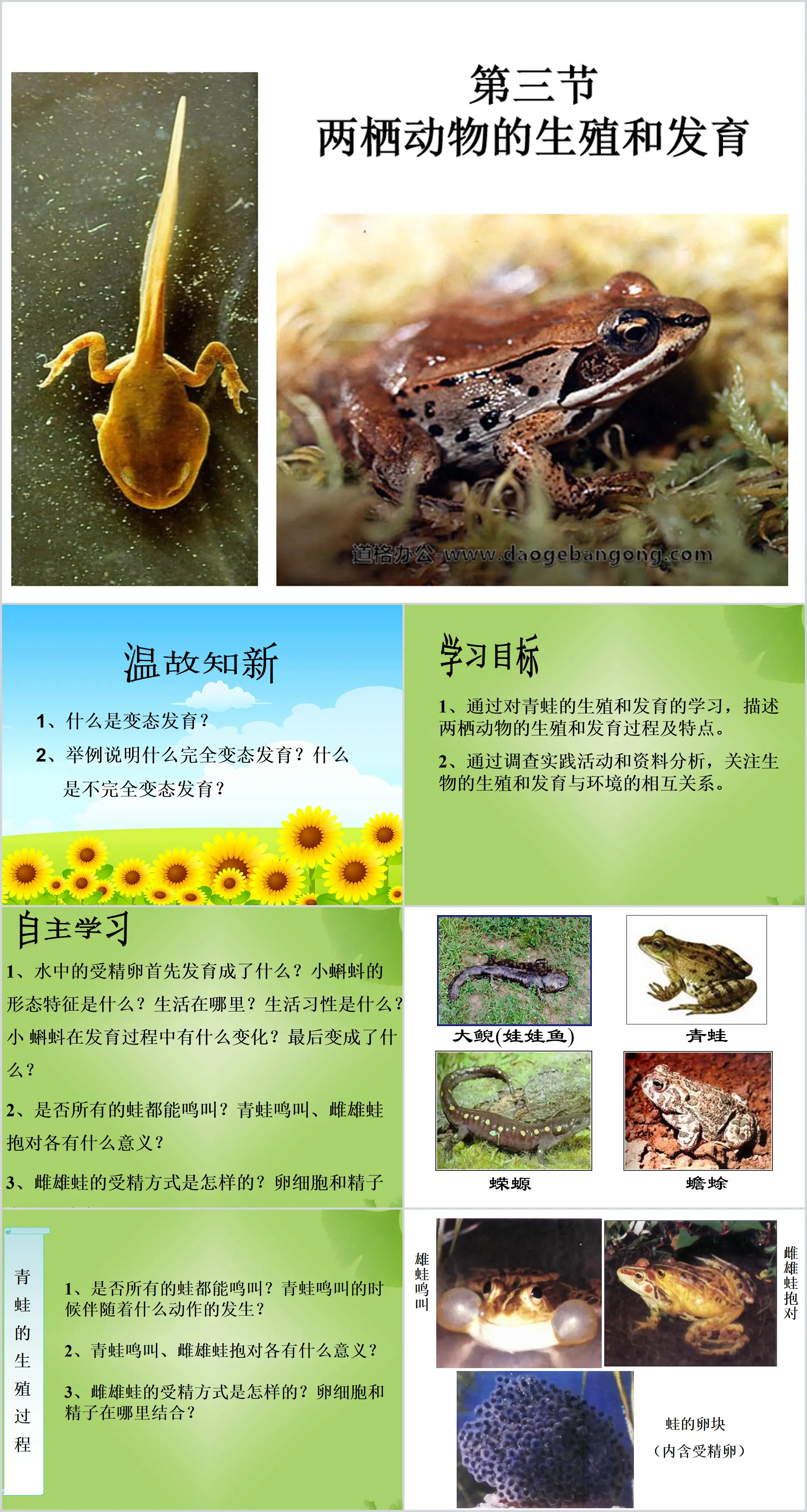 "Reproduction and Development of Amphibians" Reproduction and Development of Biological Organisms PPT Courseware