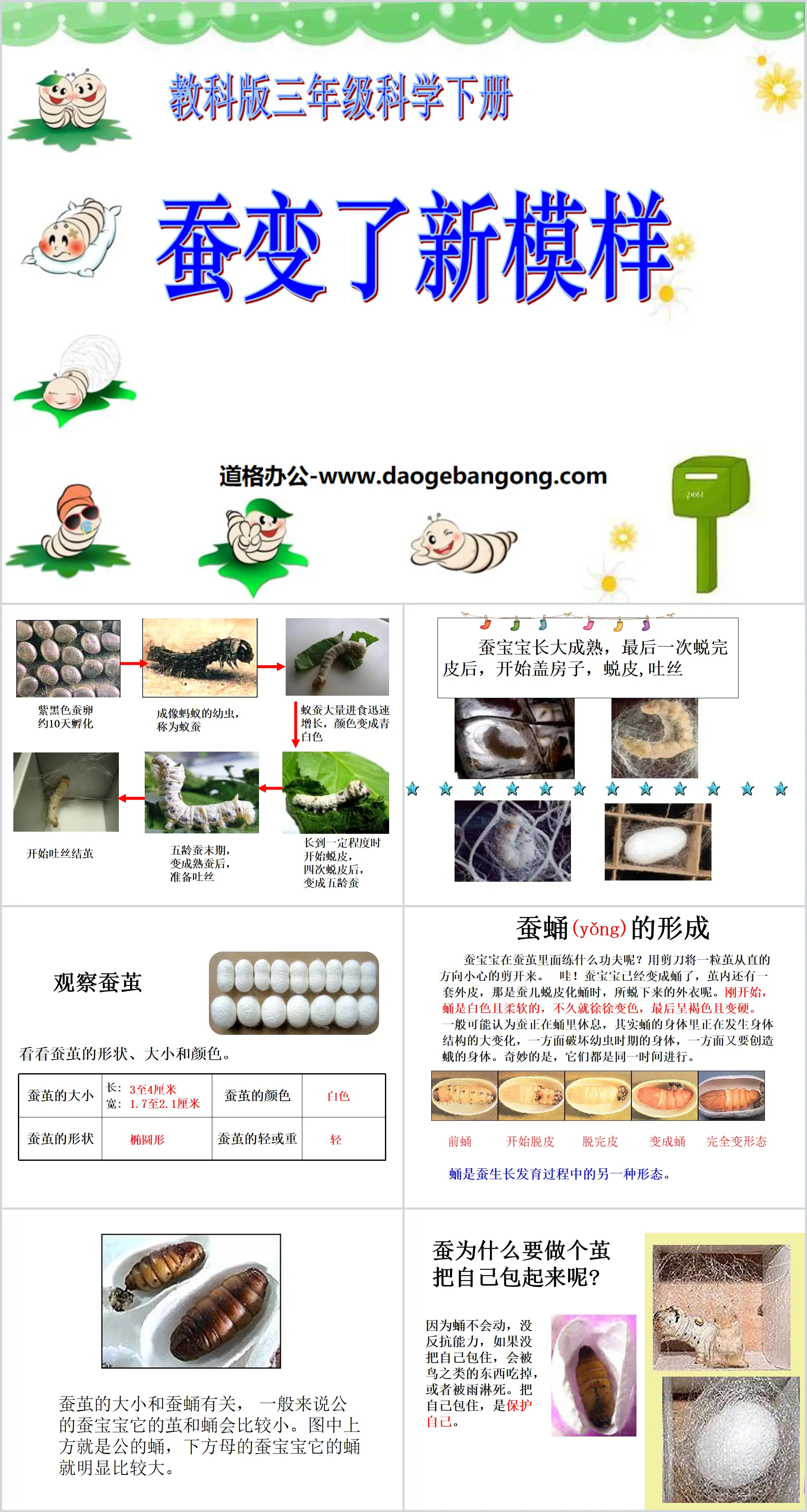 《蚕变了新模样》动物的生命周期PPT课件2
