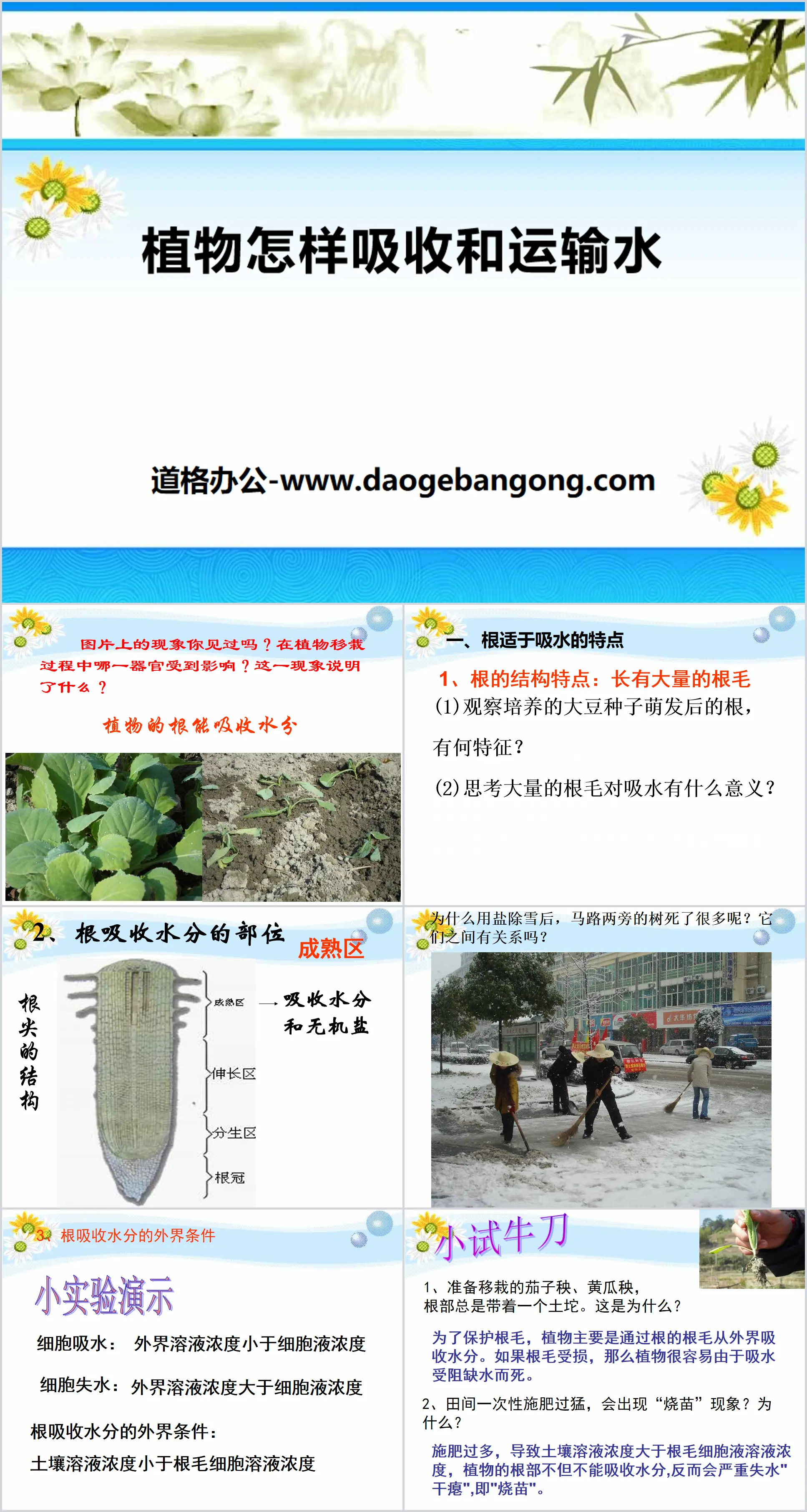 《植物怎样吸收和运输水》植物的生命系统PPT课件
