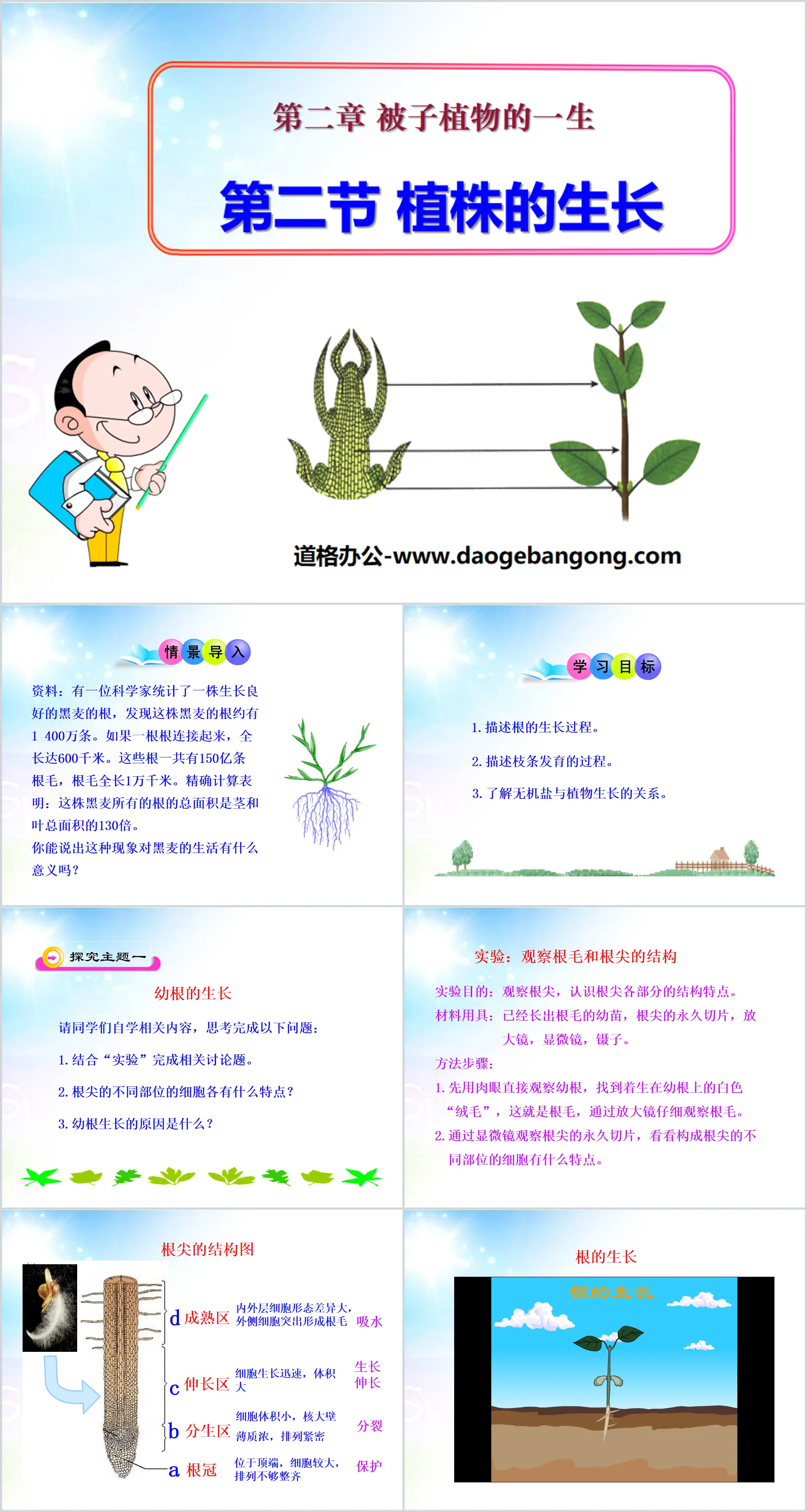 《植株的生长》被子植物的一生PPT课件
