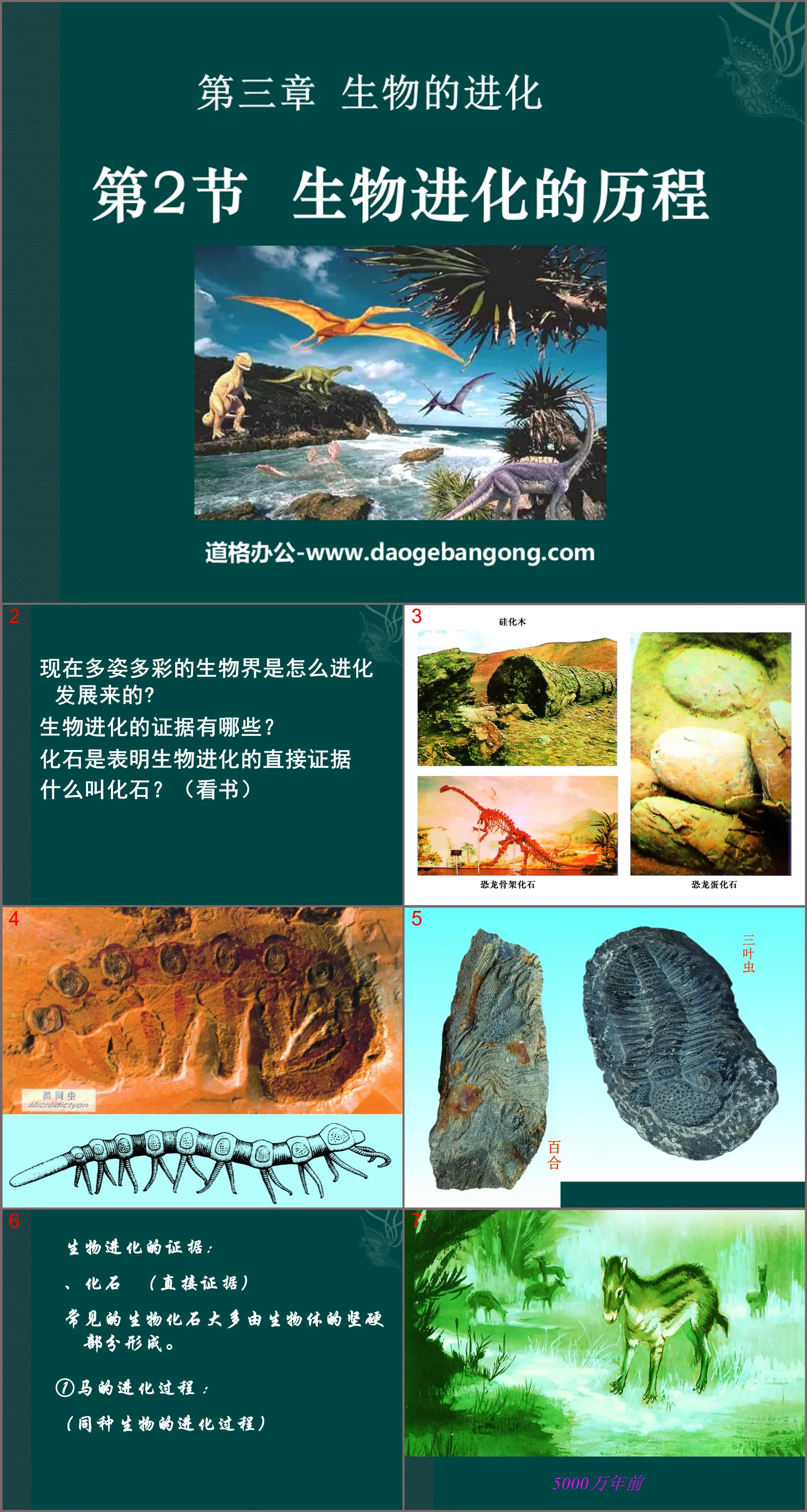 《生物进化的历程》生物的进化PPT课件4