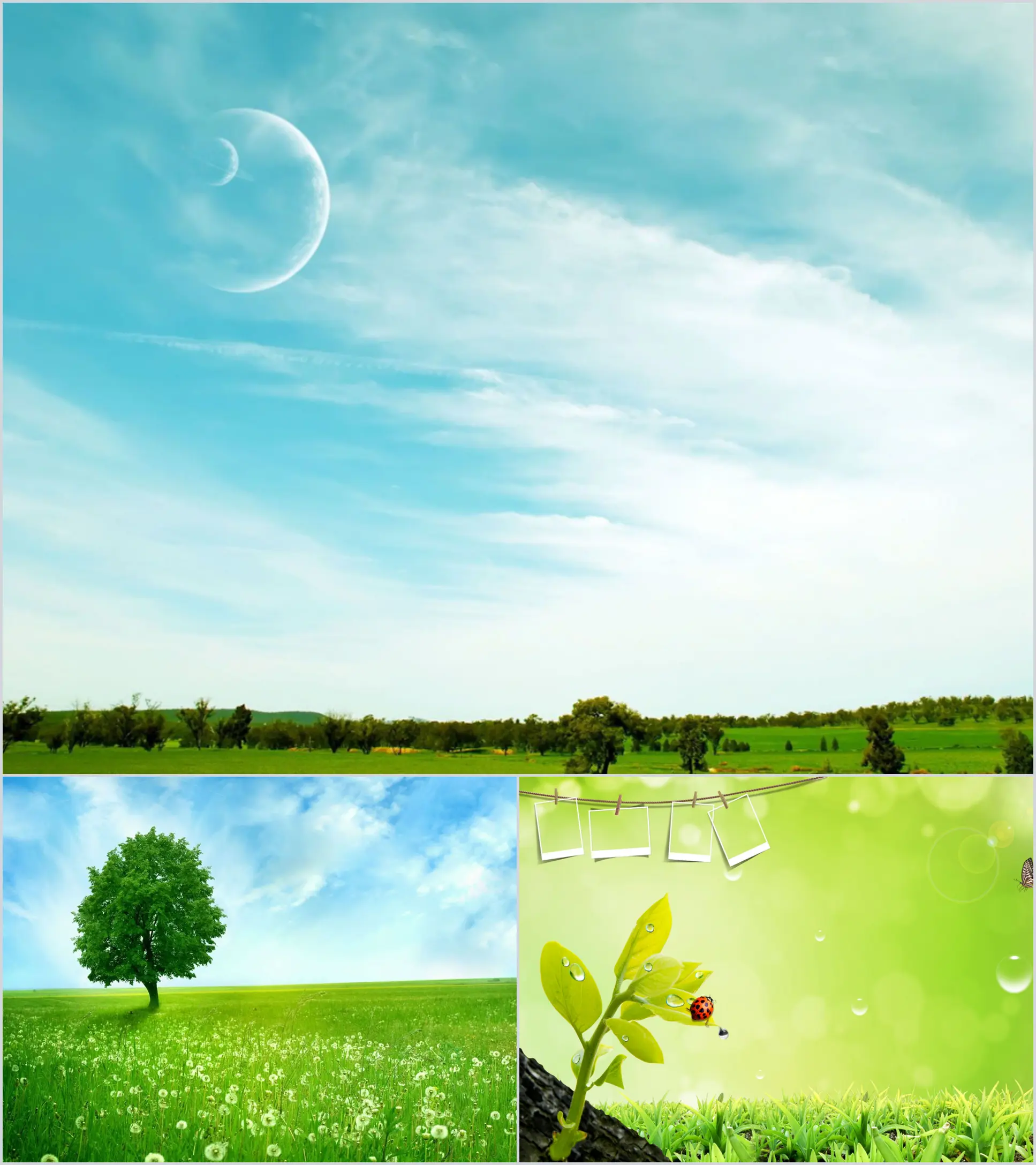 Three blue sky, white clouds, lawn and big tree PPT background pictures