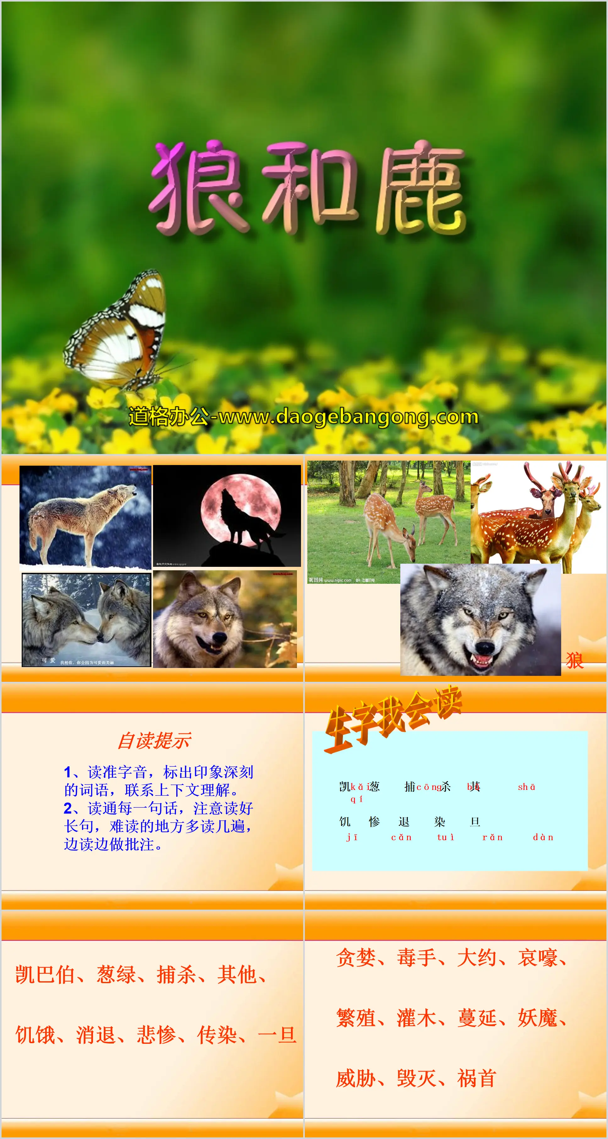 "Wolf and Deer" PPT courseware 7