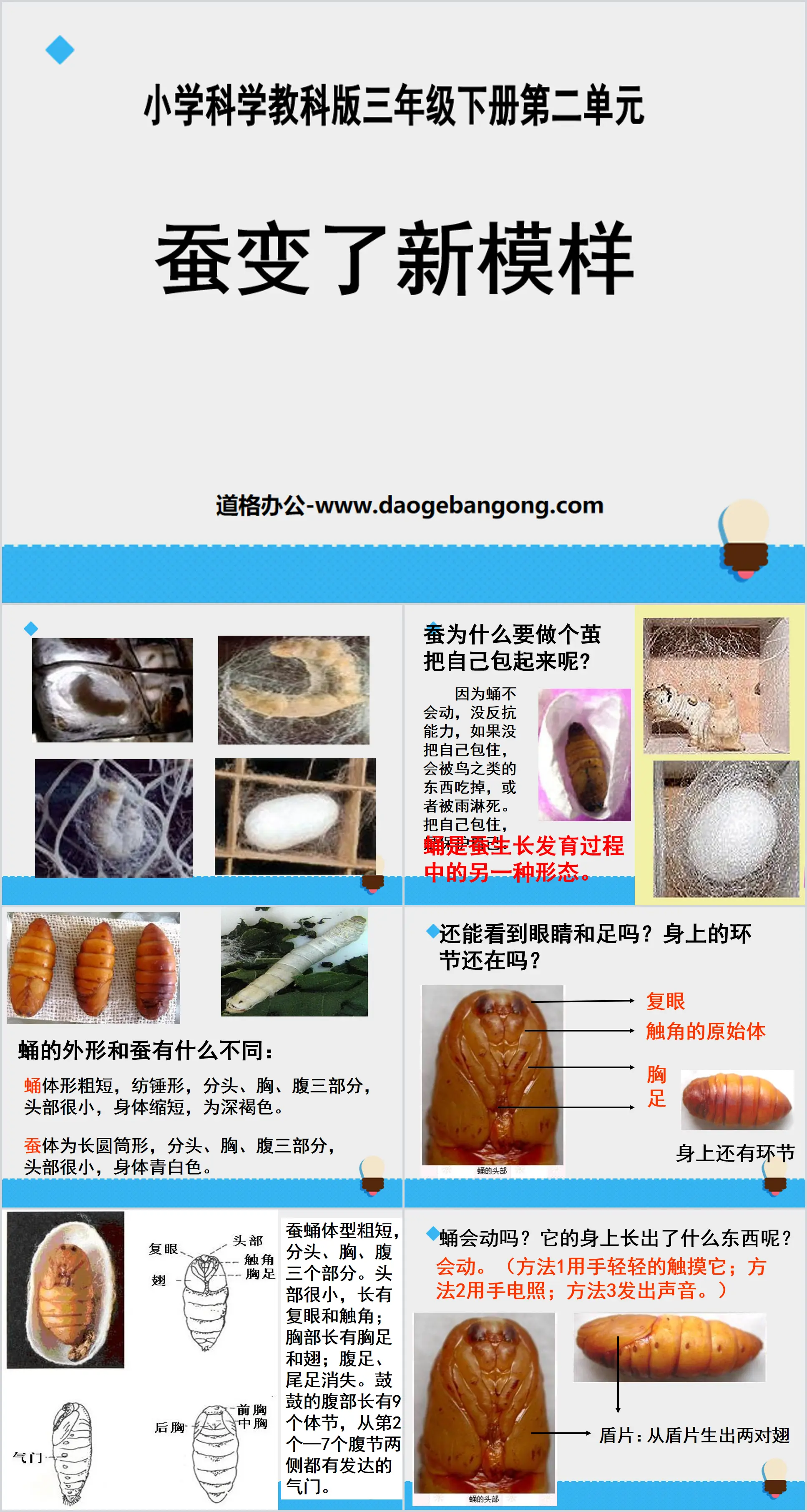 《蠶變了新模樣》動物的生命週期PPT課件3