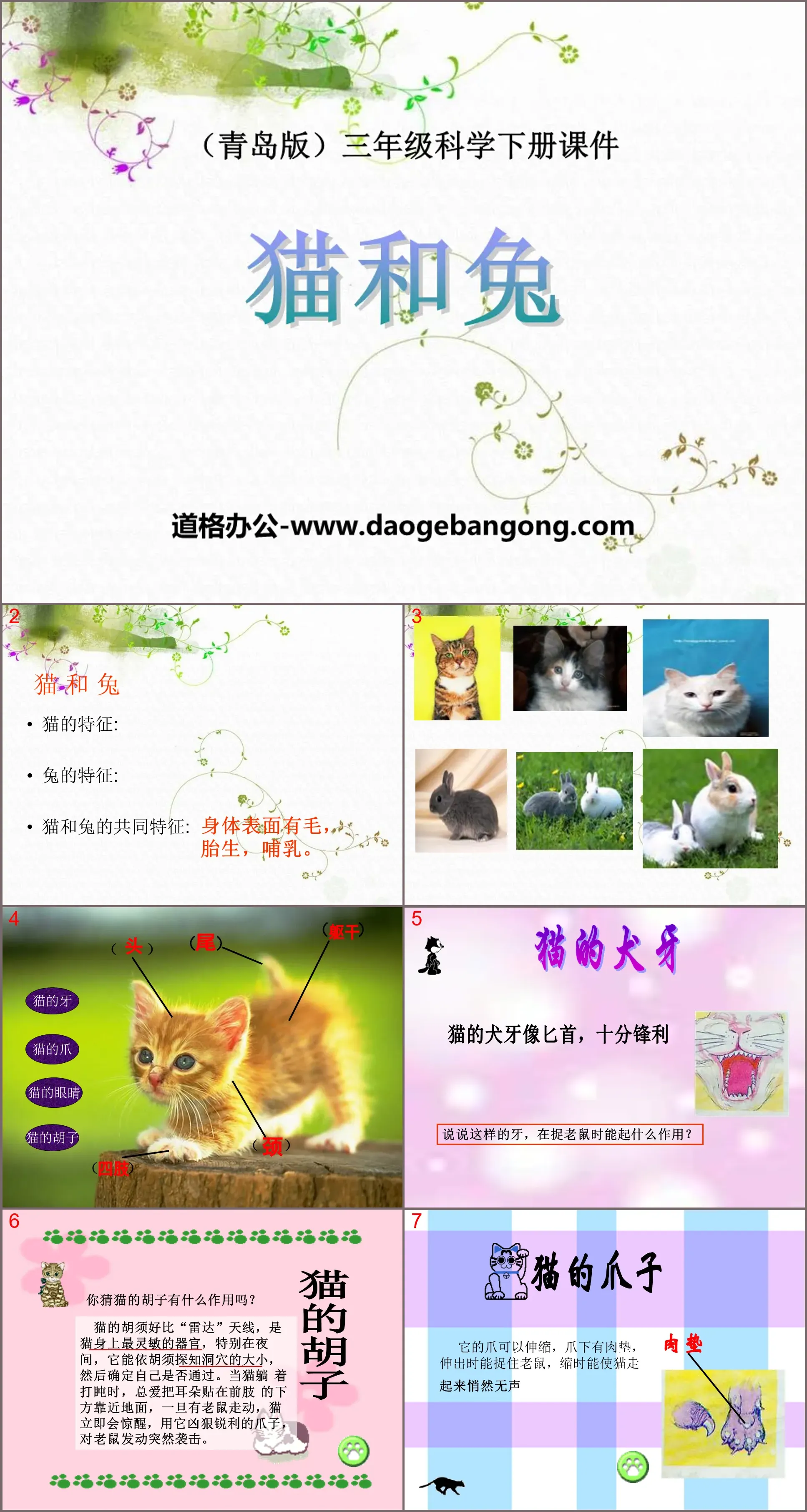 《猫和兔》PPT