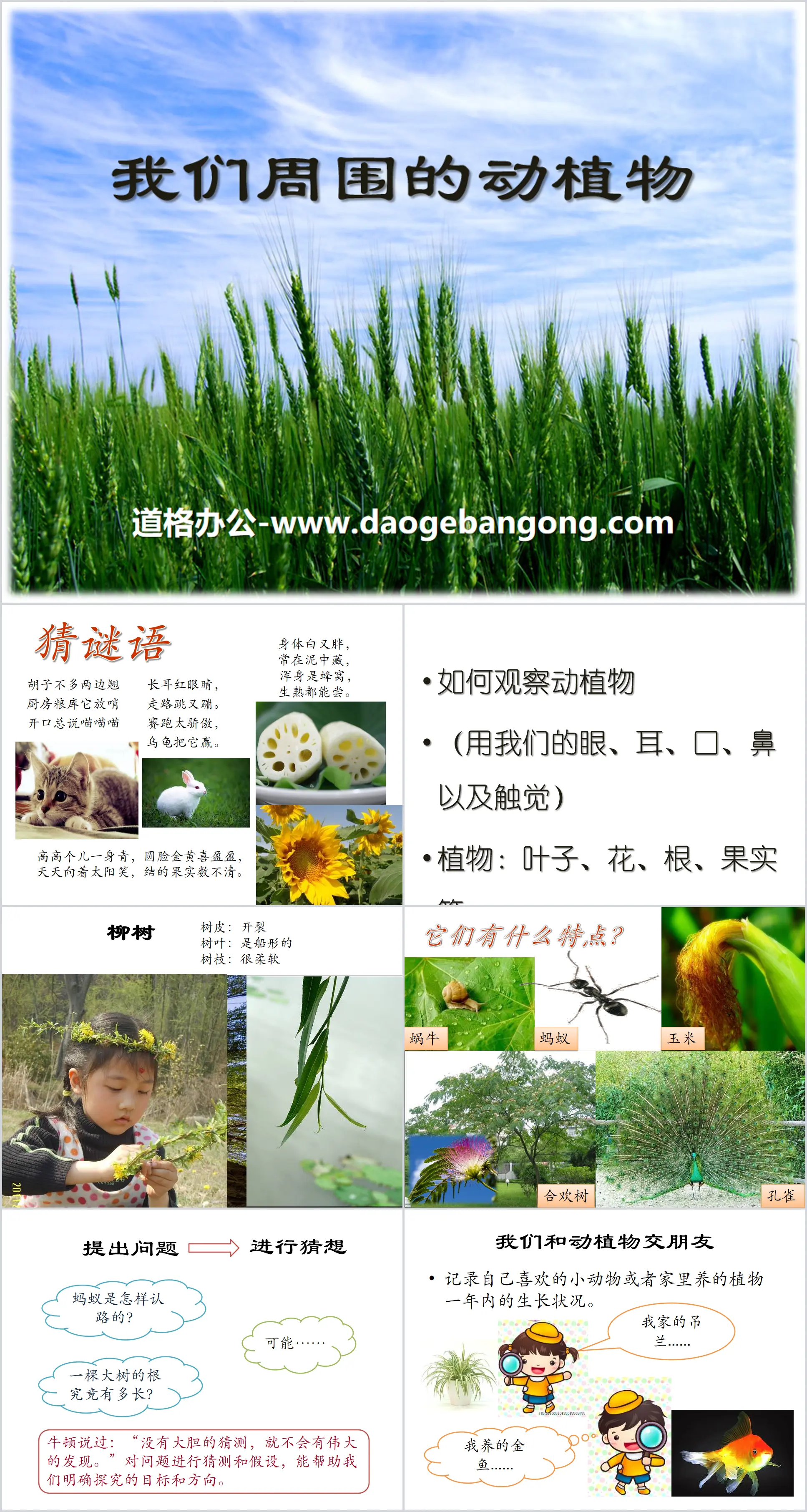 "Animals and Plants Around Us" PPT courseware