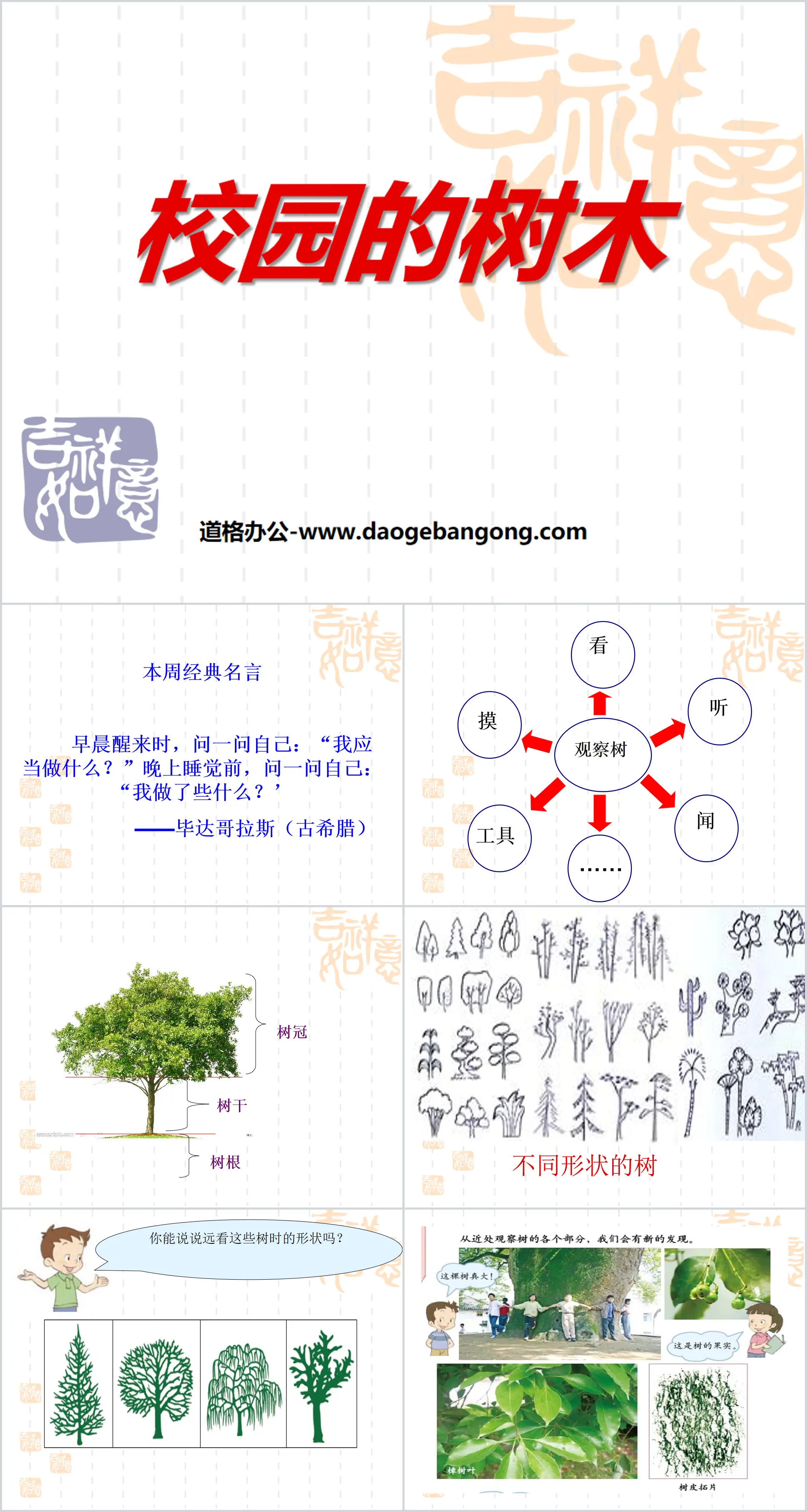 《校园的树木》植物PPT课件4
