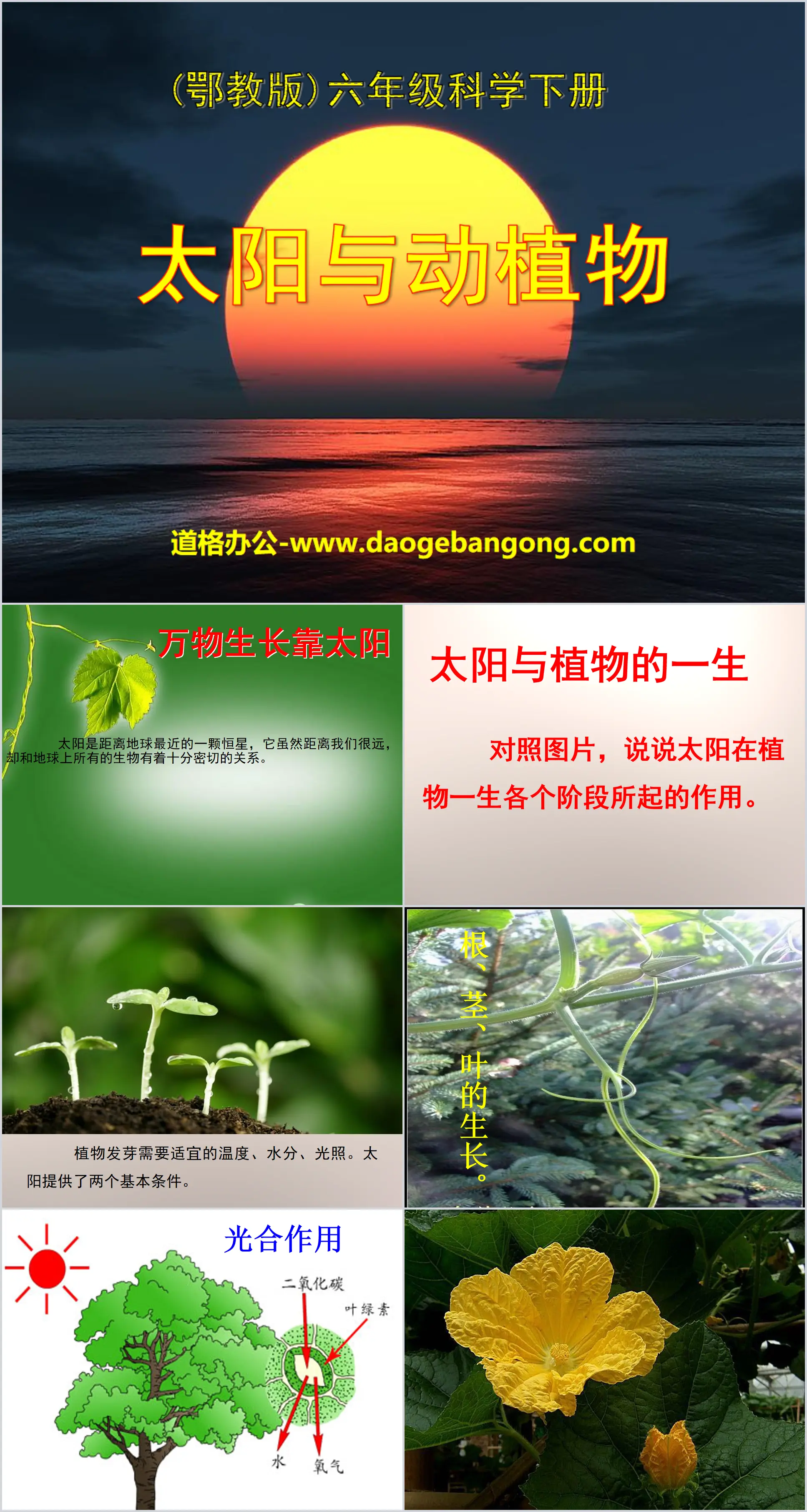 《太阳与动植物》PPT课件
