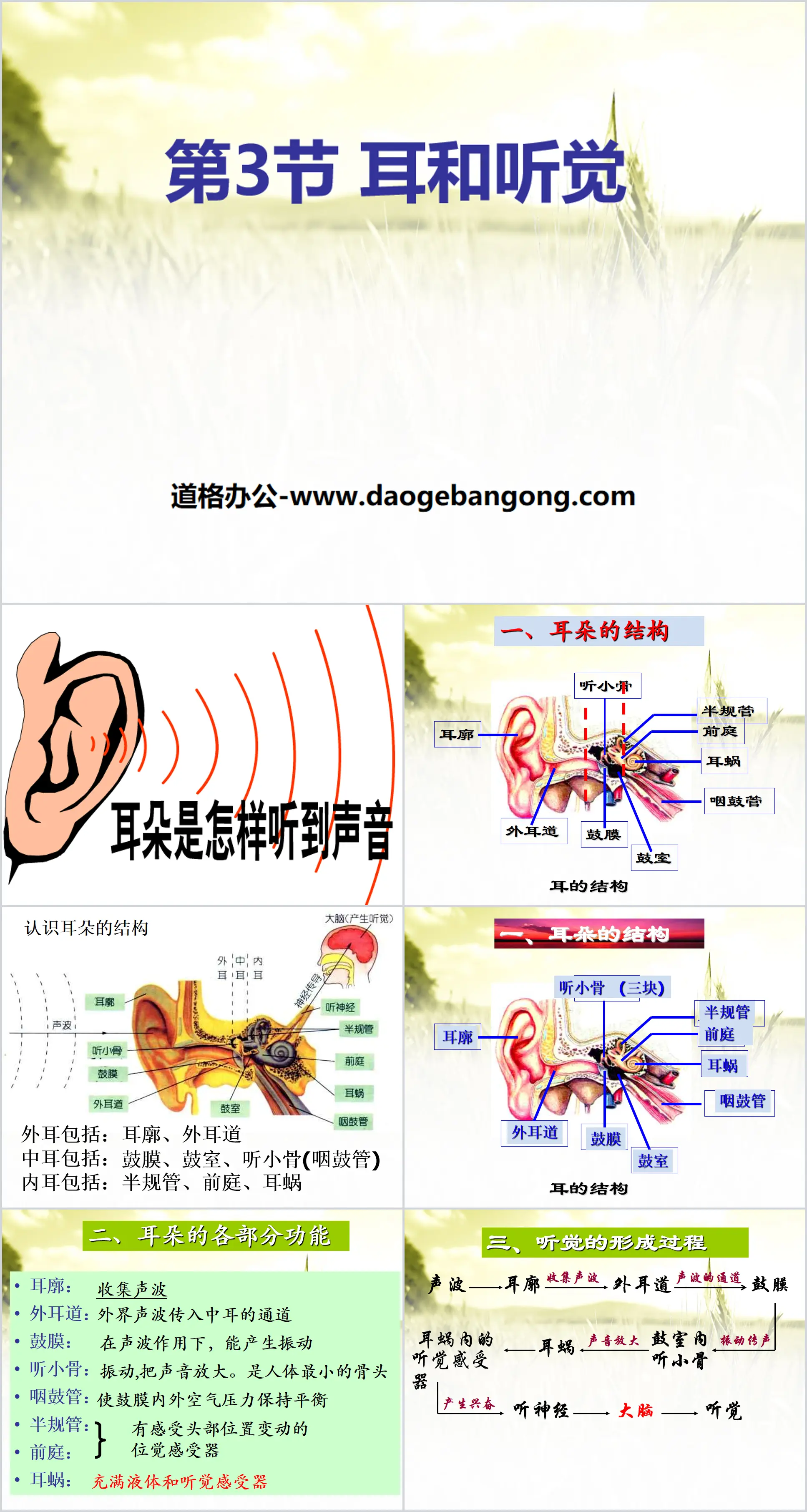 《耳和聽覺》PPT