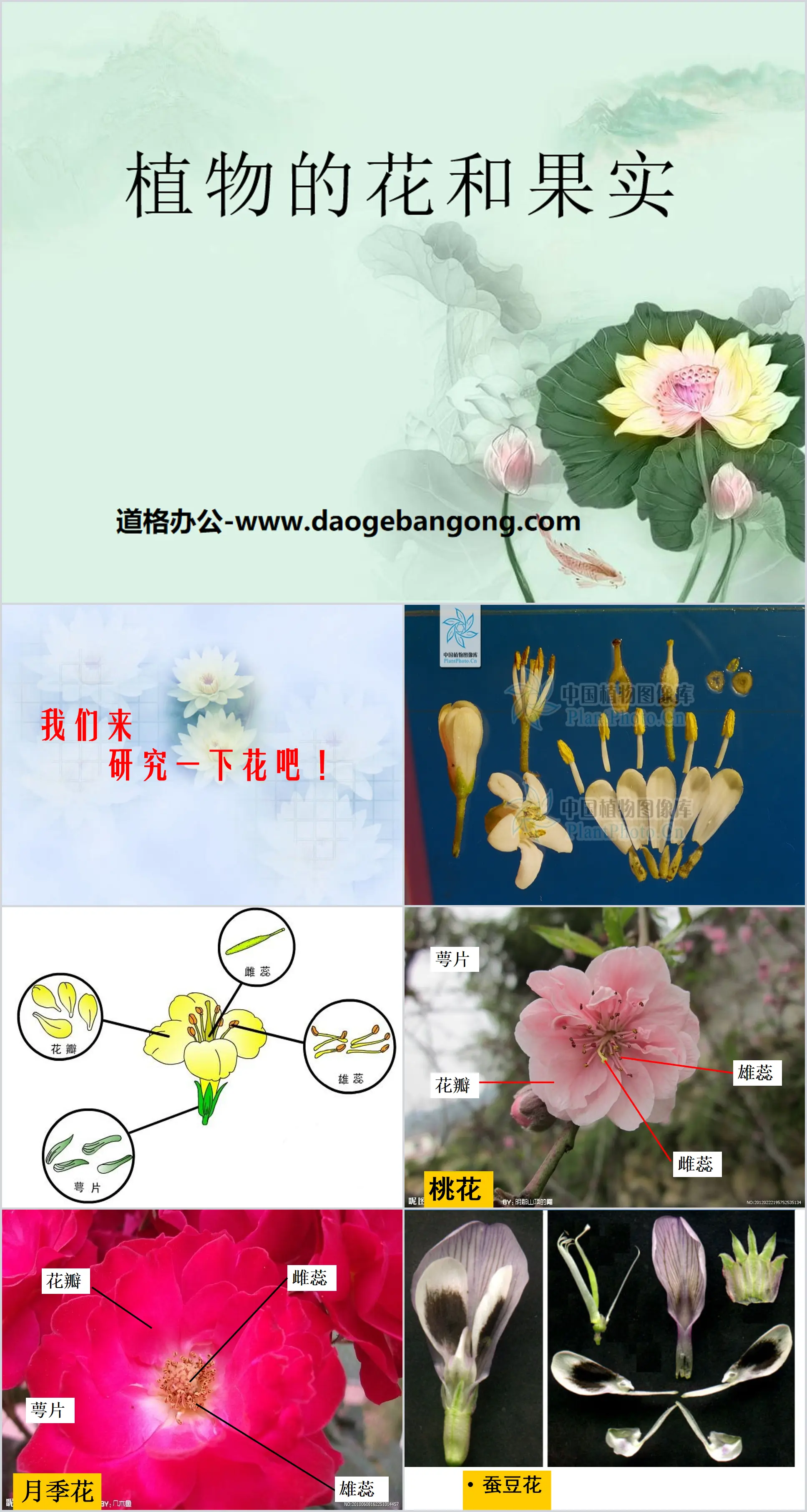 《植物的花和果实》PPT课件
