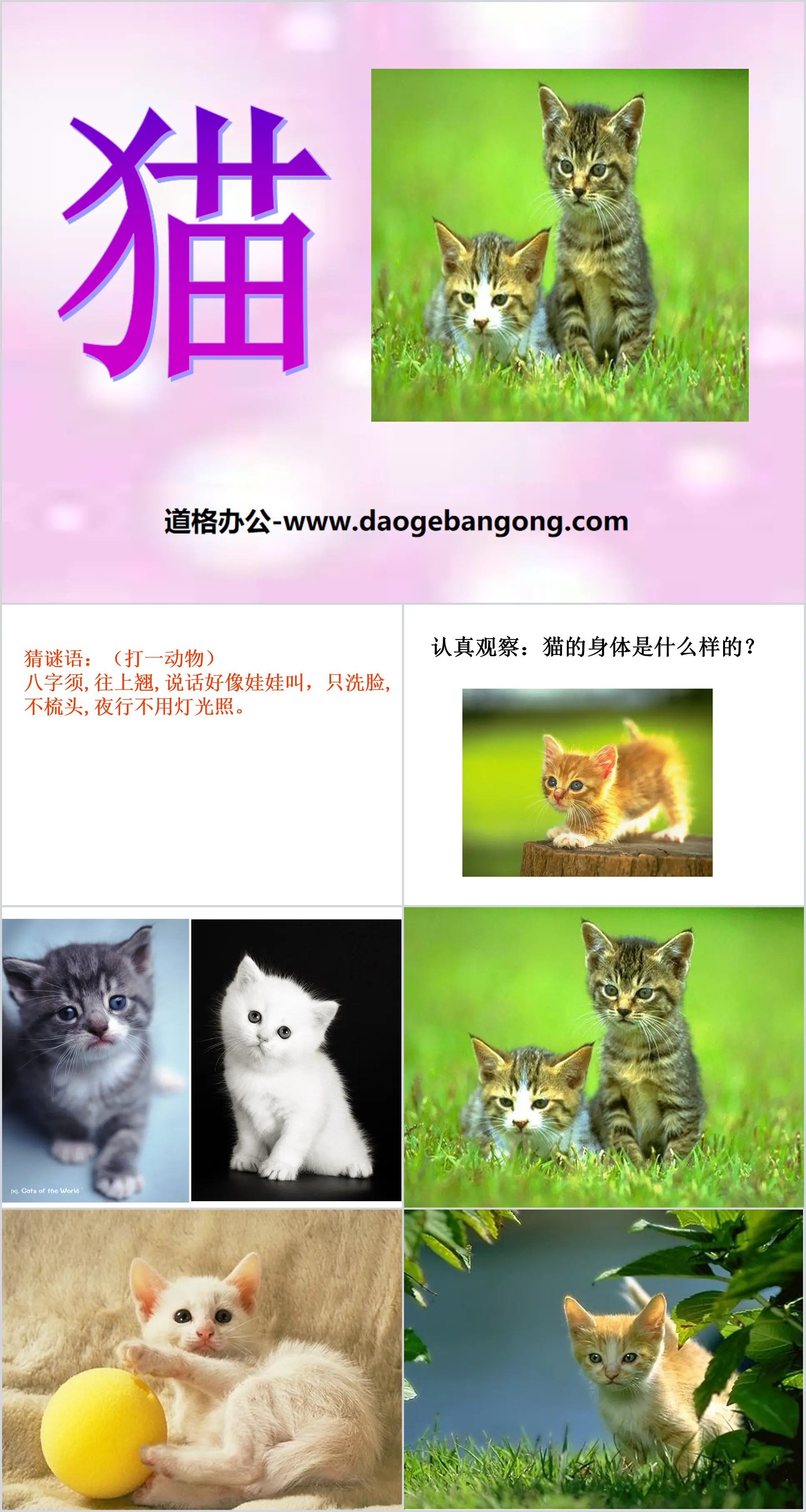 《猫》家养小动物PPT课件
