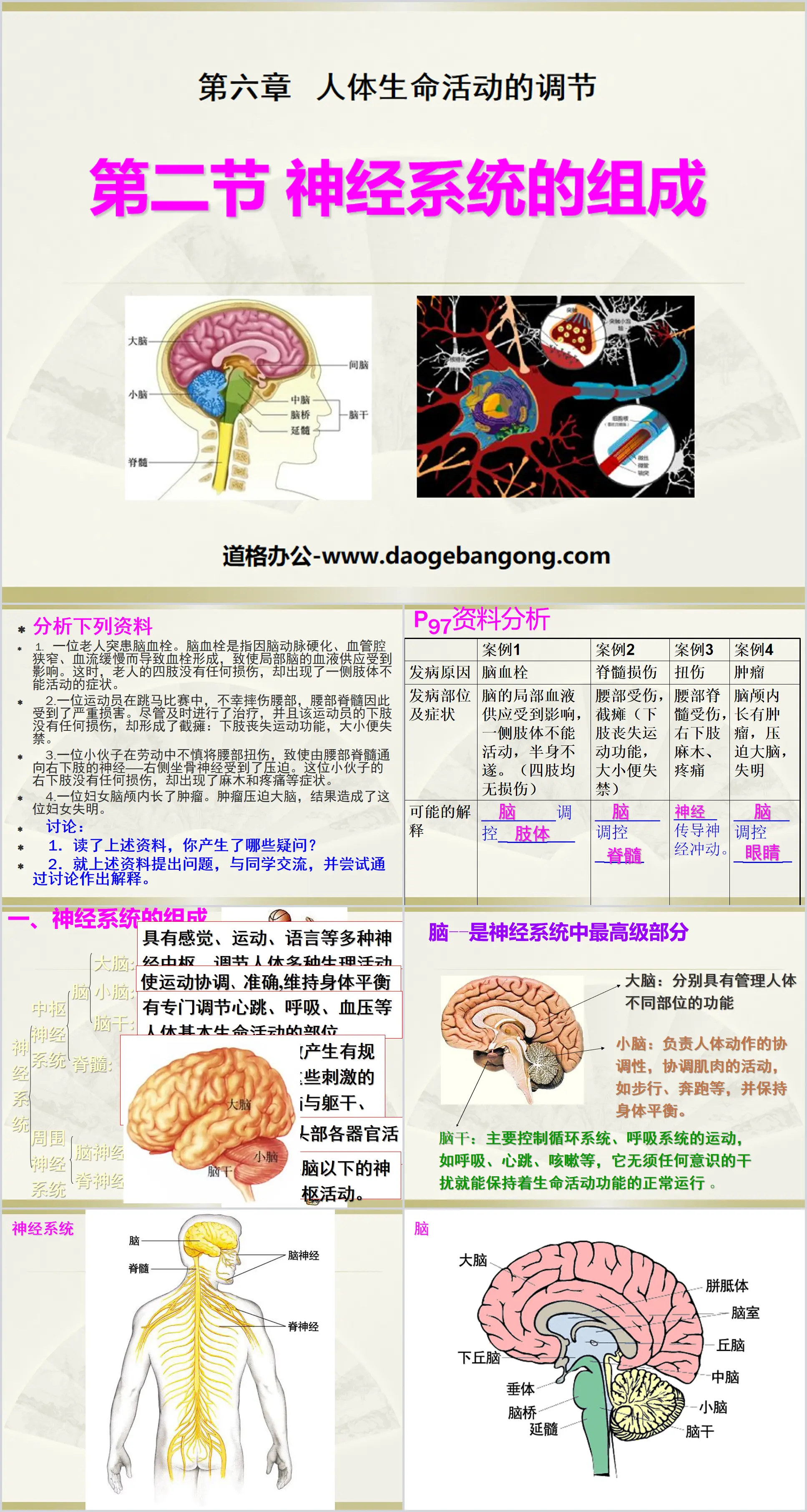 《神经系统的组成》人体生命活动的调节PPT课件4
